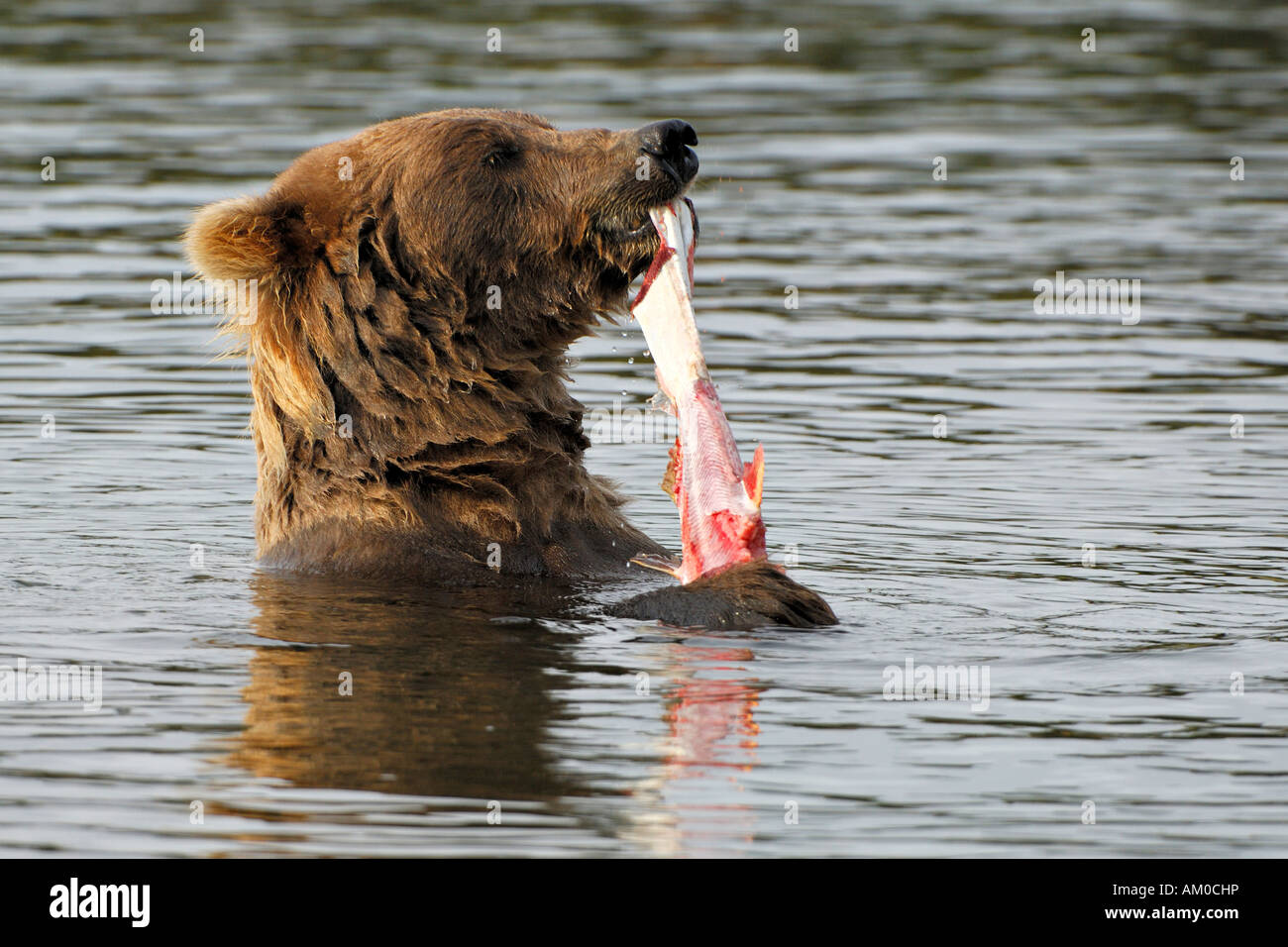 Alaska brown bear (Ursus arctos) eating salmon Stock Photo