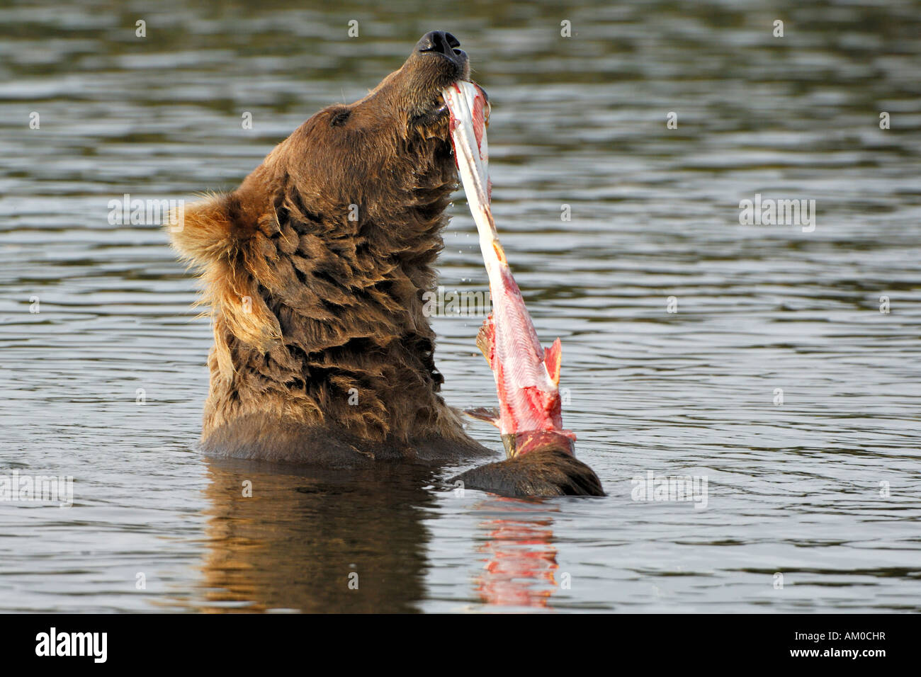 Alaska brown bear (Ursus arctos) eating salmon Stock Photo