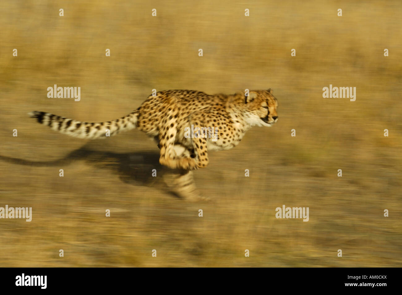 Cheetah (Acinonyx jubatus), running Stock Photo