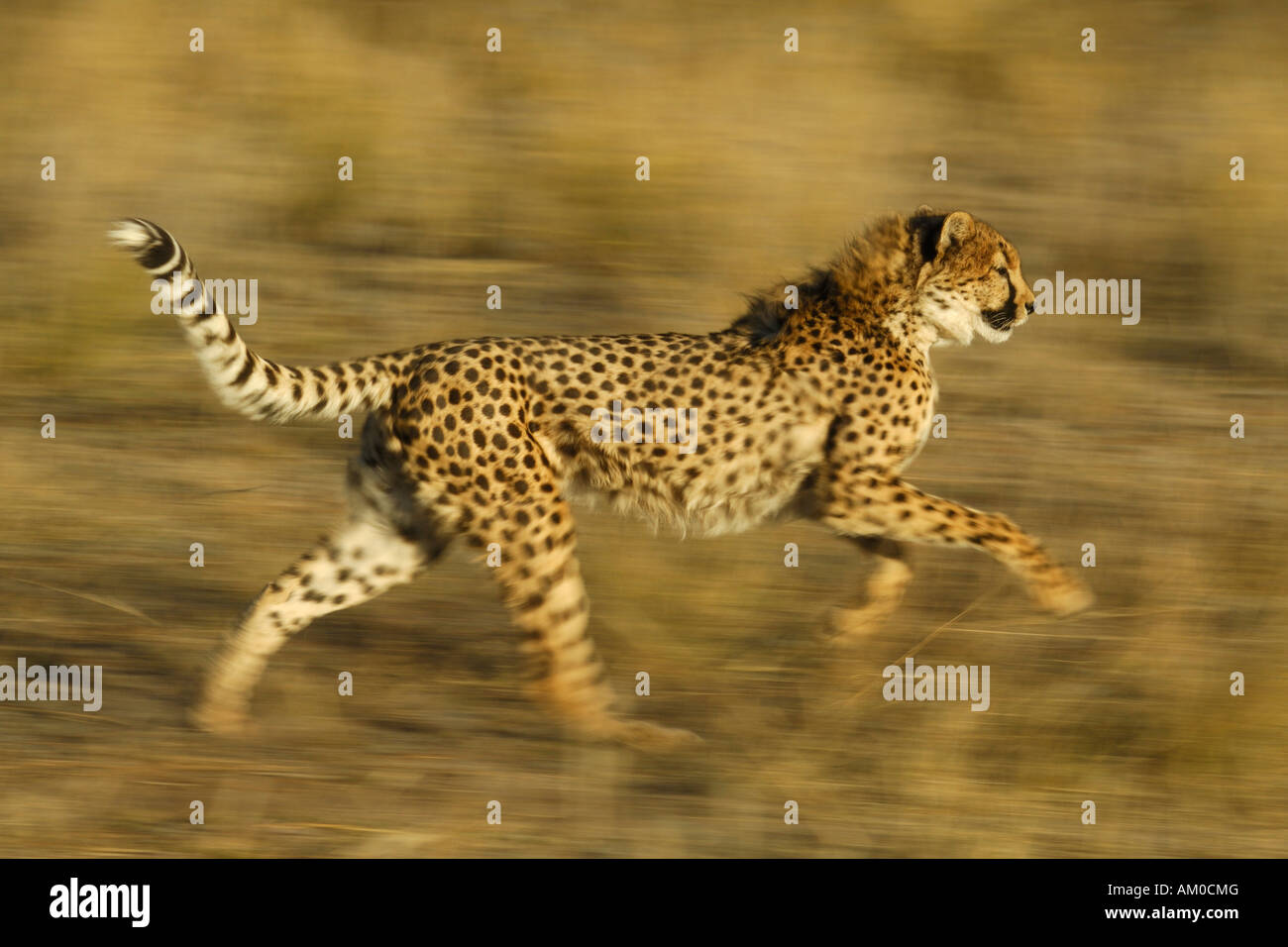 Cheetah (Acinonyx jubatus), running Stock Photo