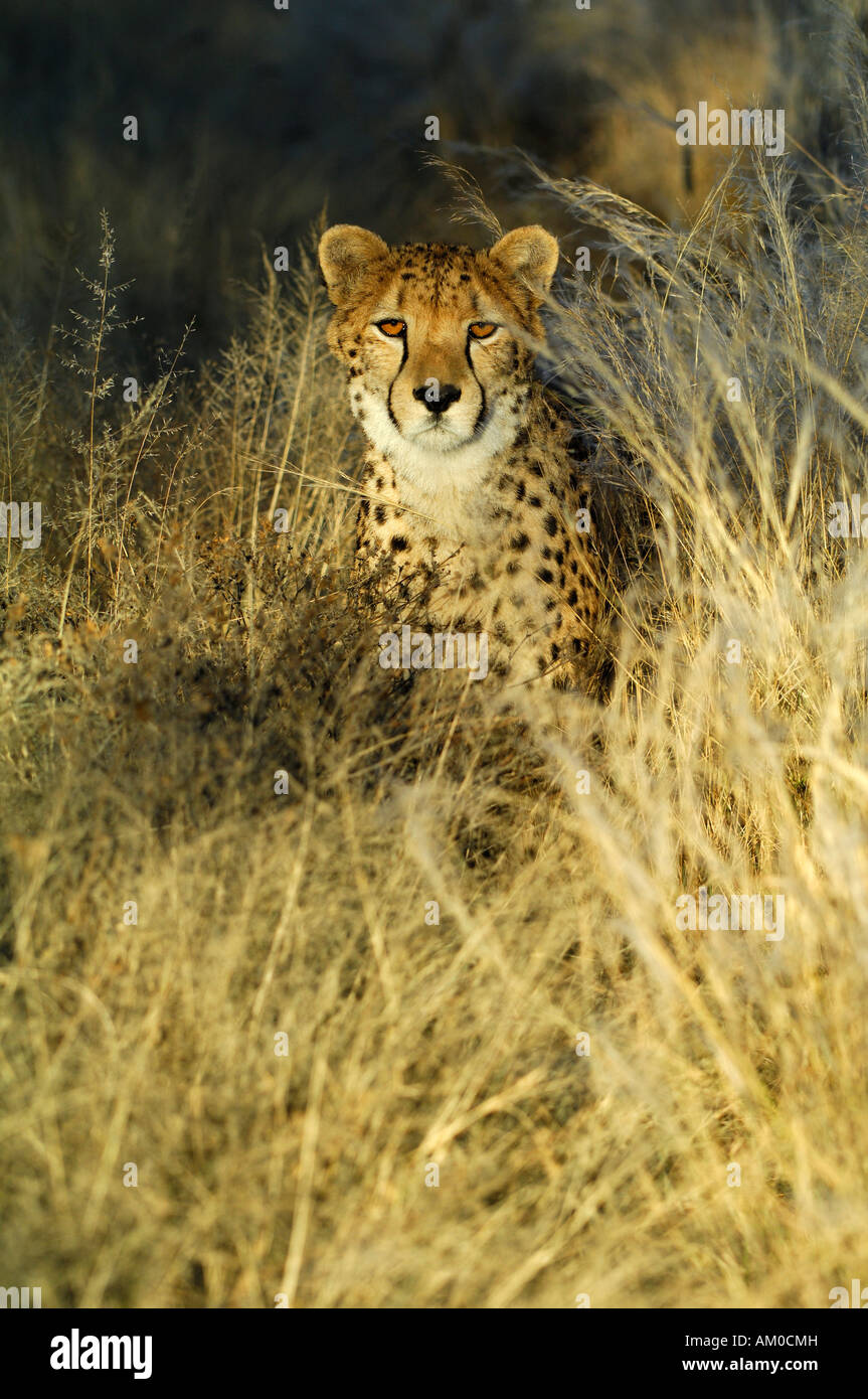 Cheetah (Acinonyx jubatus) in first light Stock Photo