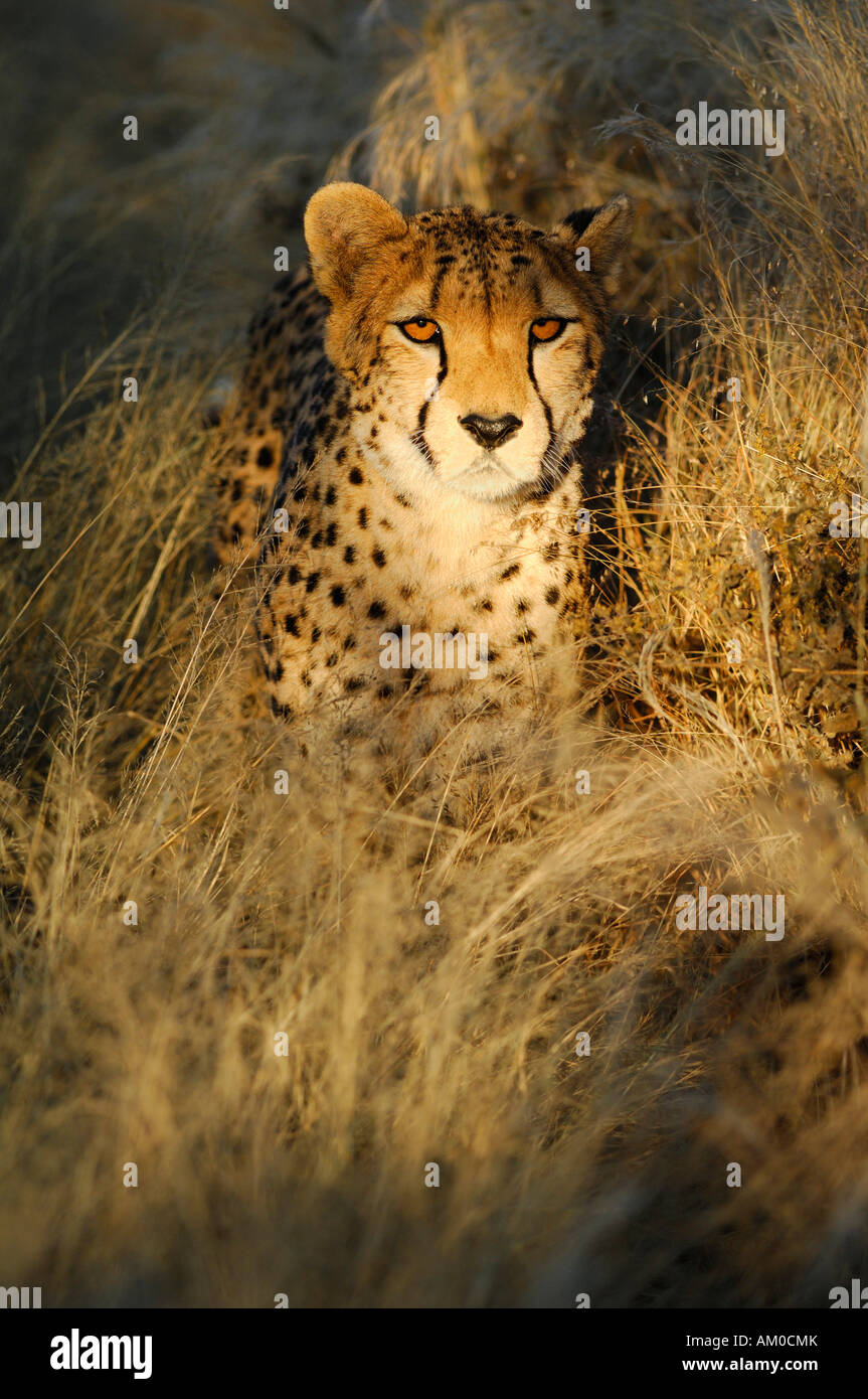 Cheetah (Acinonyx jubatus) in first light Stock Photo