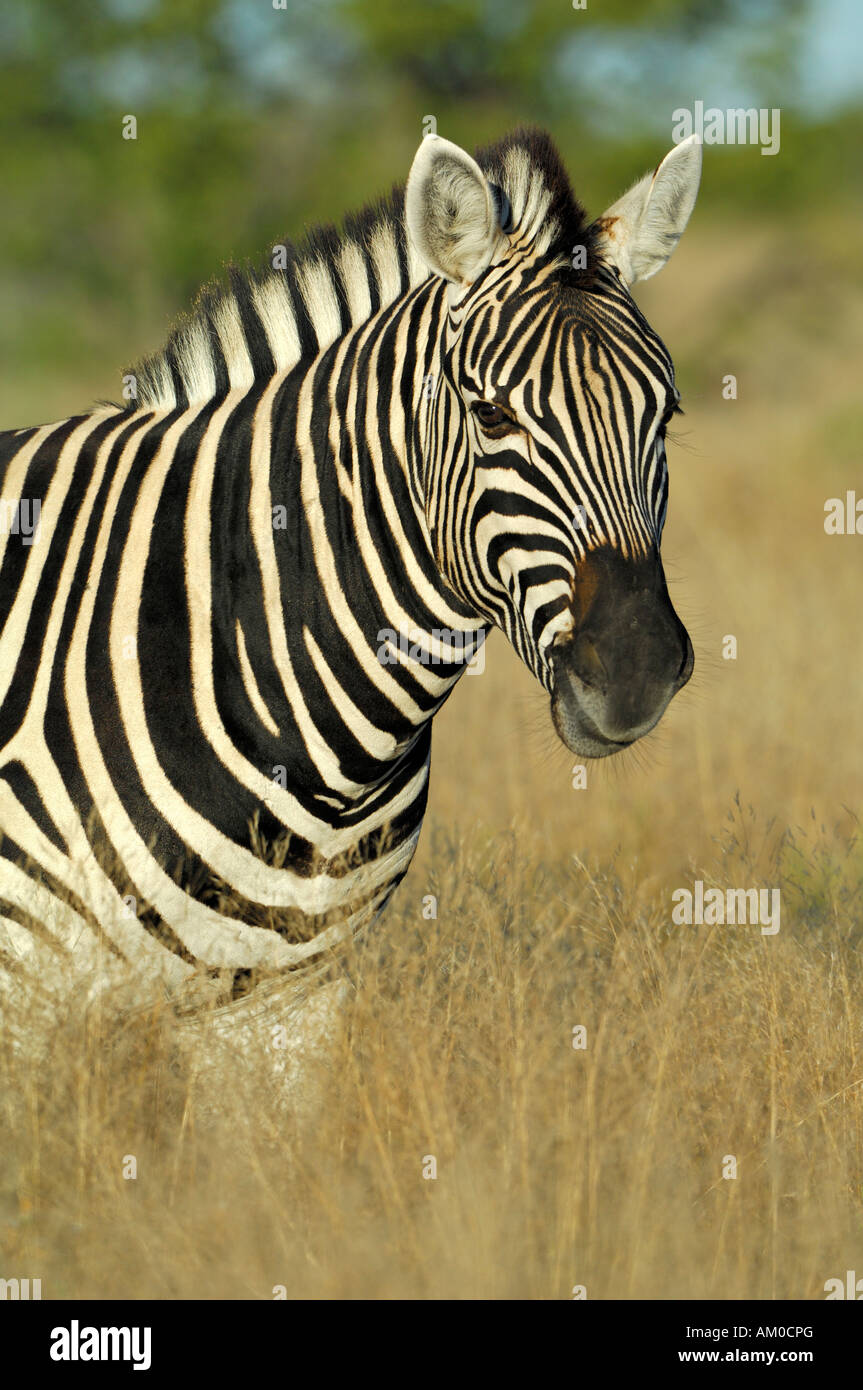 Plains Zebra (Equus quagga boehmi) Stock Photo