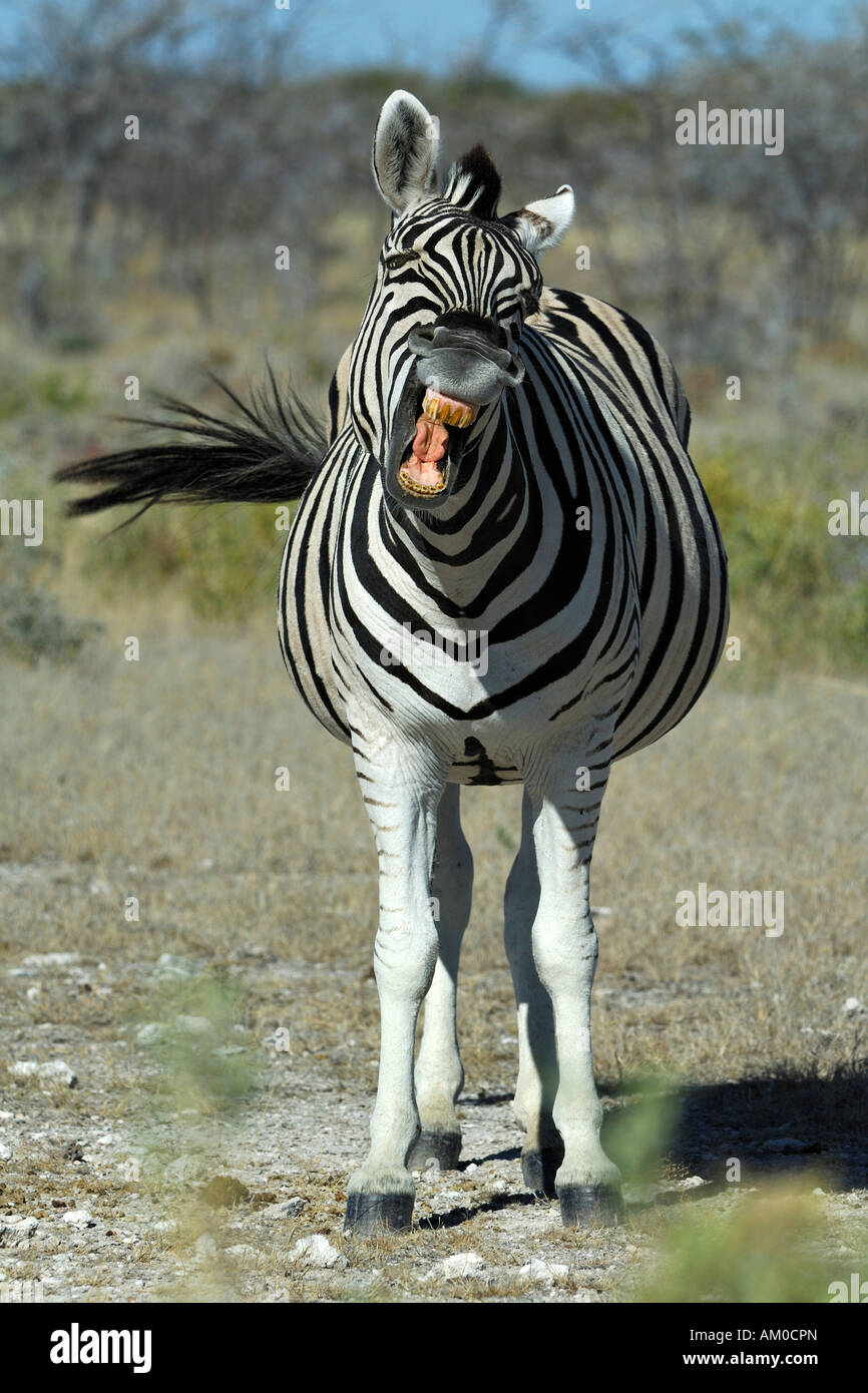Plains Zebra (Equus quagga boehmi), neighing Stock Photo