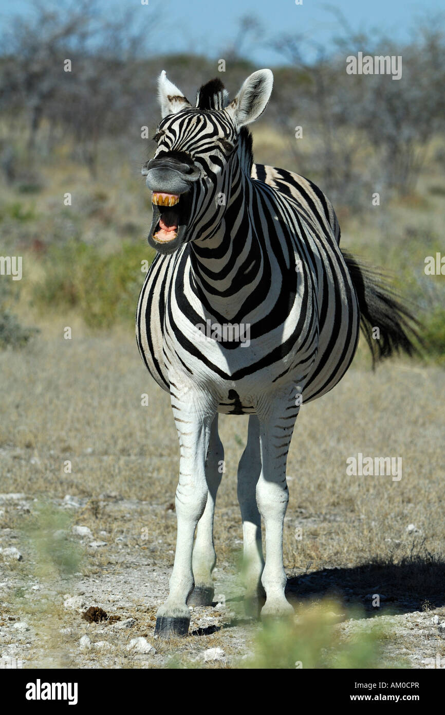 Plains Zebra (Equus quagga boehmi), neighing Stock Photo
