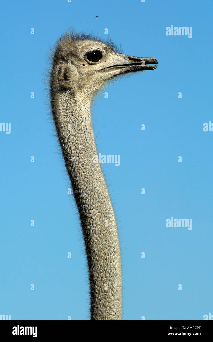 Ostrich (Struthio camelus), portrait, female Stock Photo