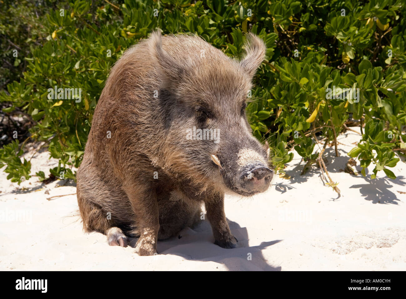 Wild boar sitting in the sand on an island in the Exumas Bahamas Stock