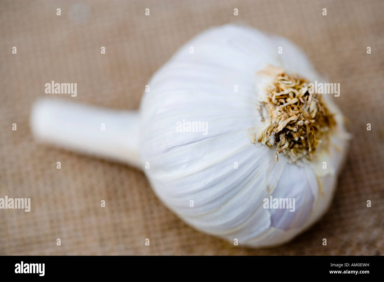 One garlic bulb close up Stock Photo Alamy