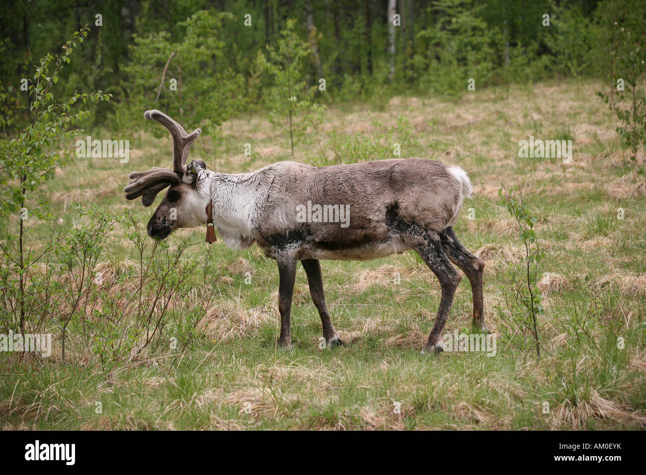 Reindeer (Rangifer tarandus) Stock Photo