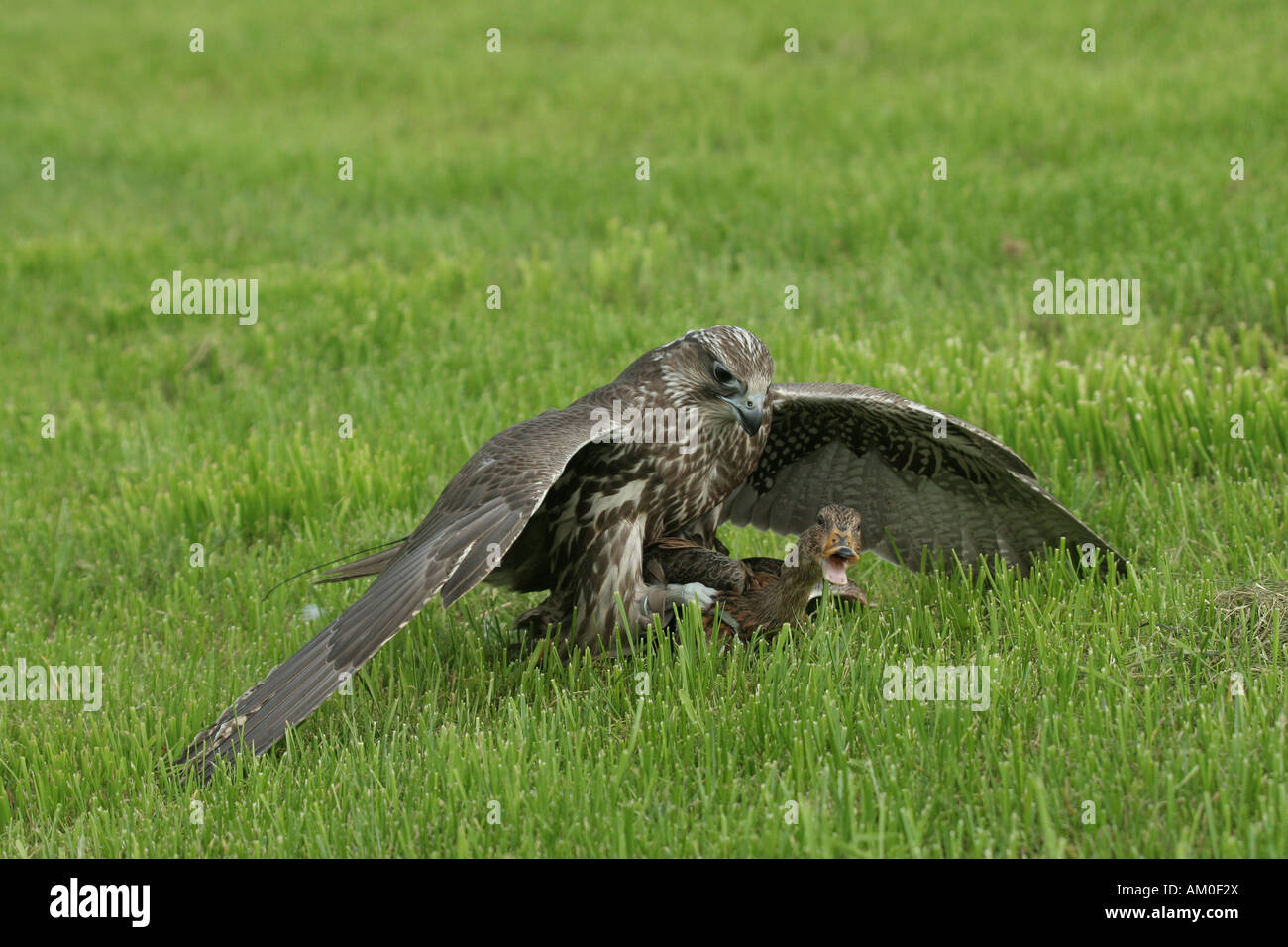 Gyr Saker Falcon (falco rusticolus-cherrug) Stock Photo