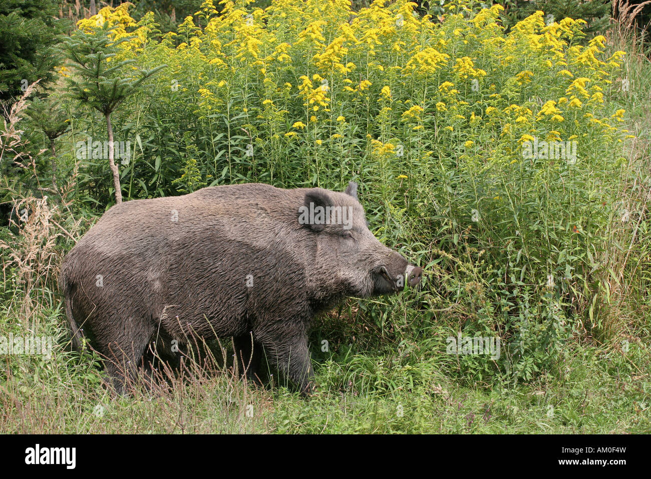 Adult tusker, Sus scrofa, in front of a goldenrod bush, Solidago virgaurea Stock Photo