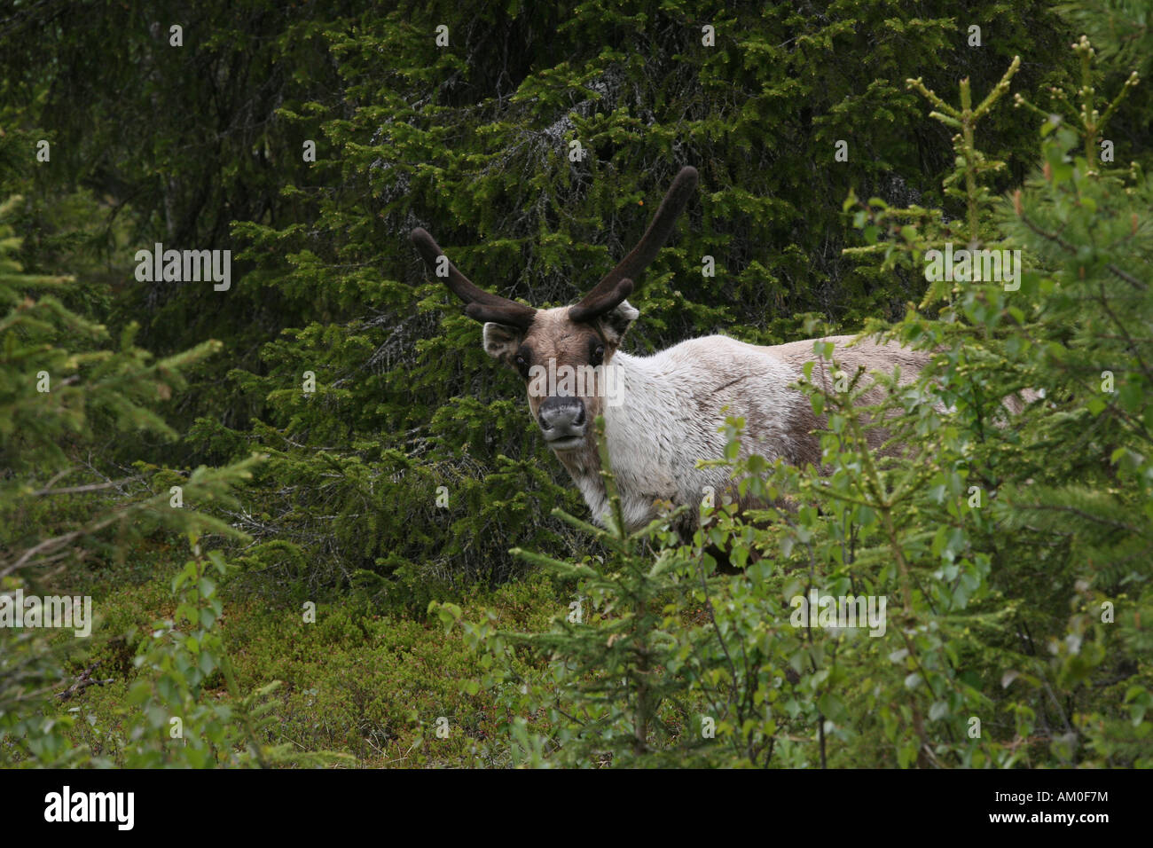 Reindeer, rangifer tarandus fennicus, Lappland, Finnland Stock Photo