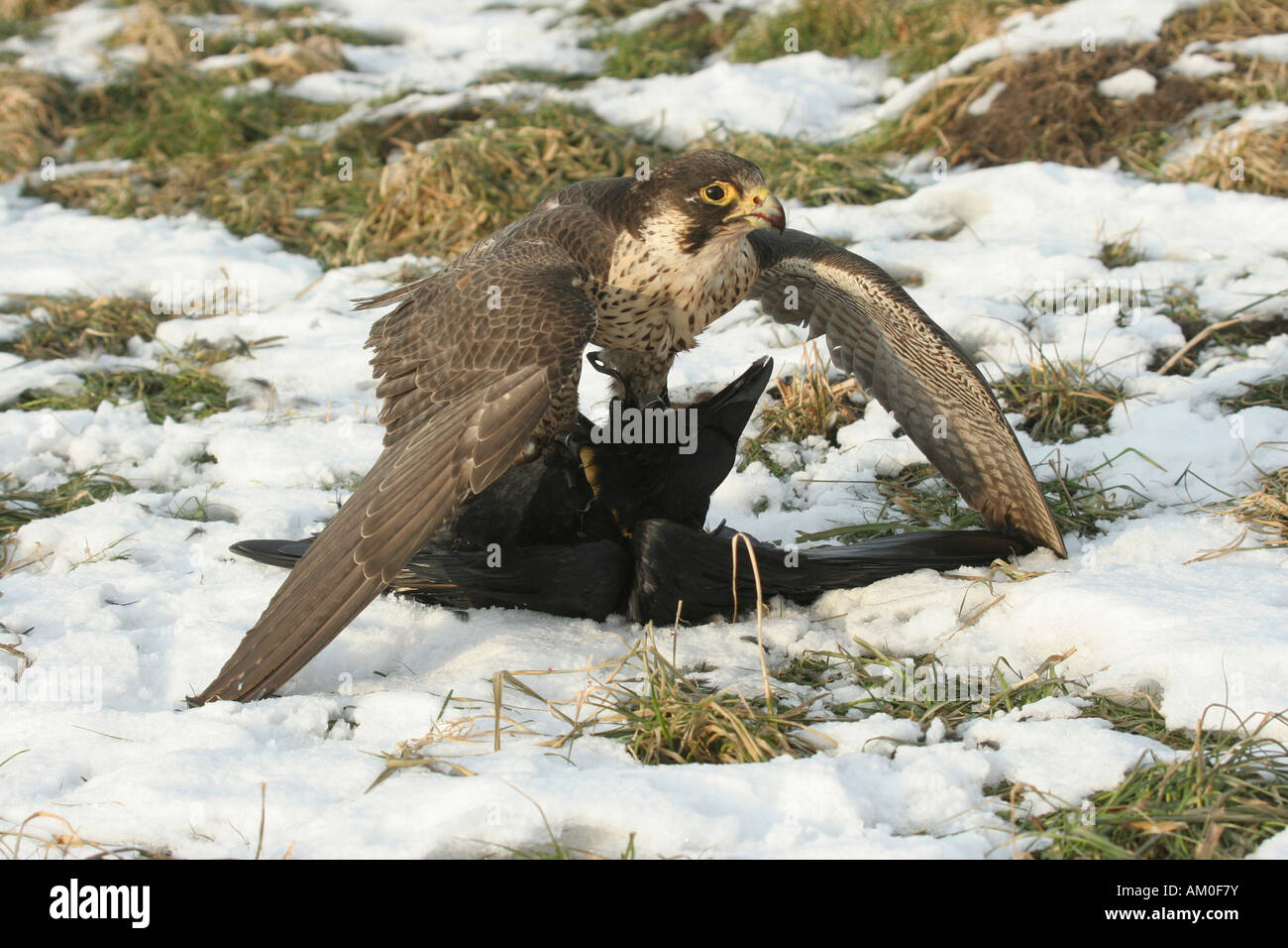 Peregrine Falcon, Falco Peregrinus, feeds on a captured crow Stock Photo