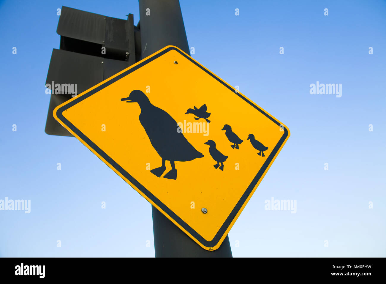 ILLINOIS Galena Duck crossing sign on traffic signal post yellow diamond with adult duck and ducklings Stock Photo