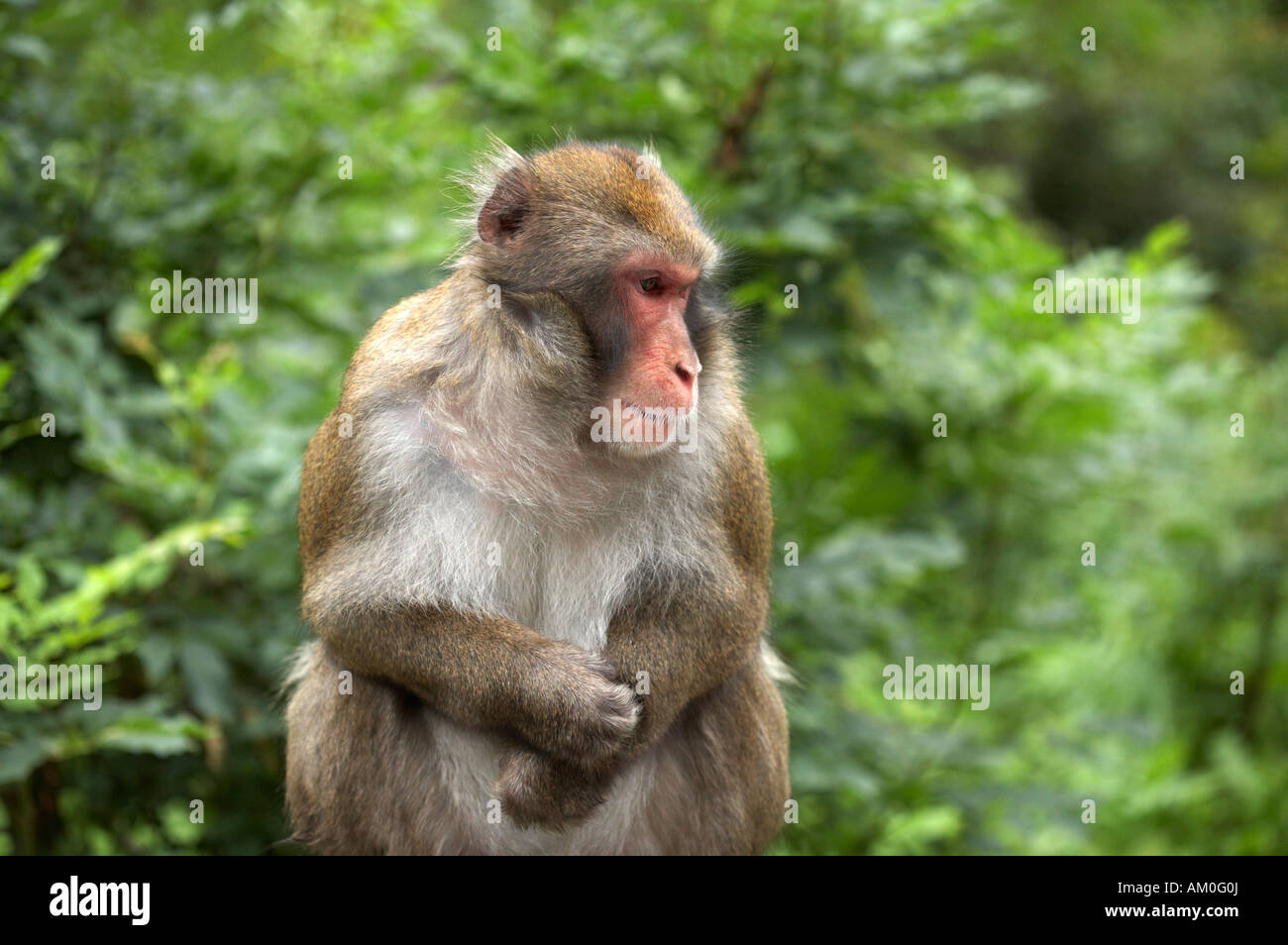 Japanese Macaque (Macaca fuscata) on the Affenberg (monkey mountain), Landskron, Carinthia, Austria Stock Photo