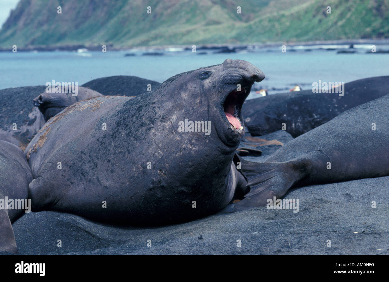 New Zealand, Sub-Antarctic, Auckland Islands, Enderby Island, Elephant Seals. Stock Photo