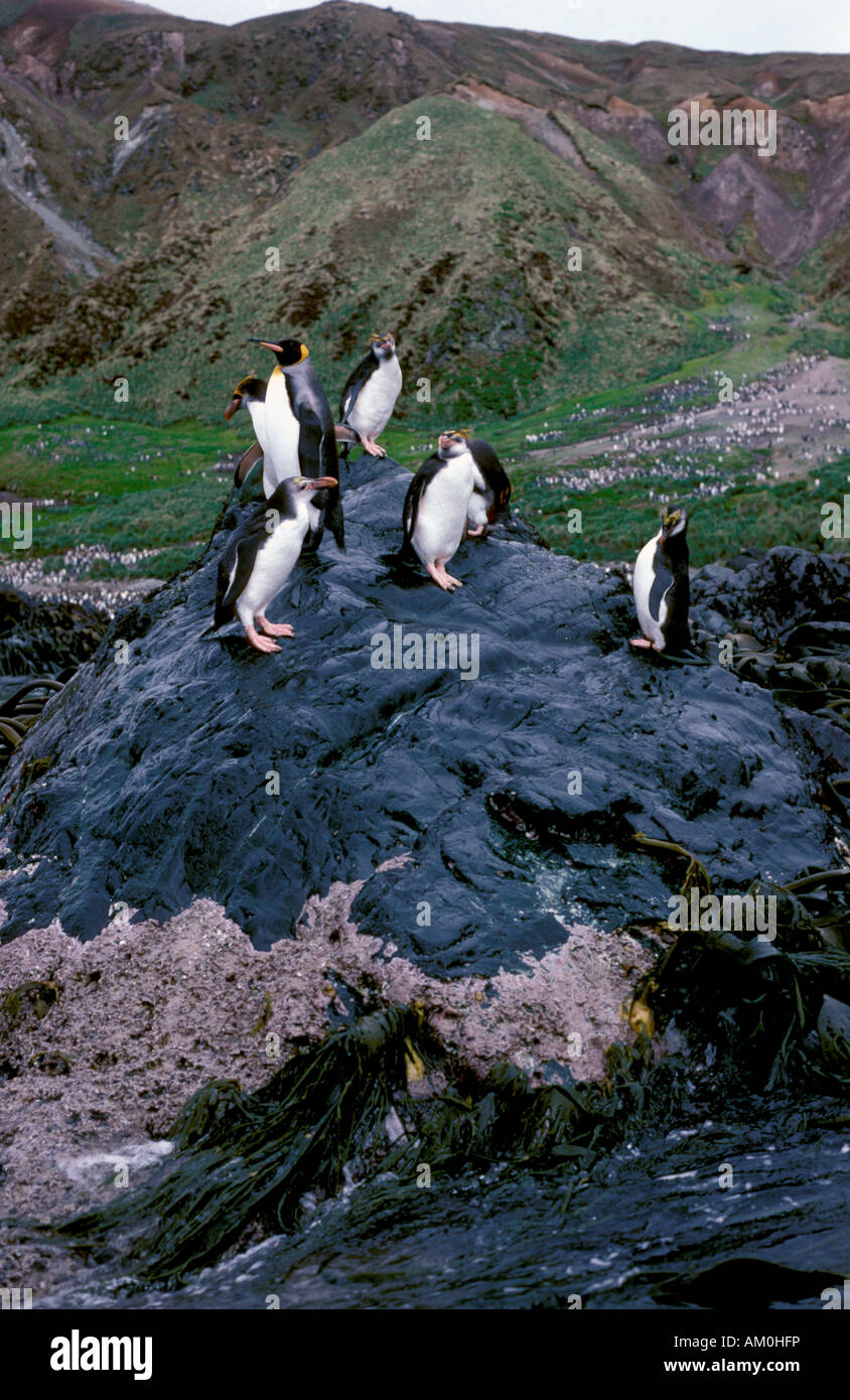 New Zealand, Sub-Antarctic, Auckland Islands, Enderby Island, Rock-hopper and King penguins. Stock Photo