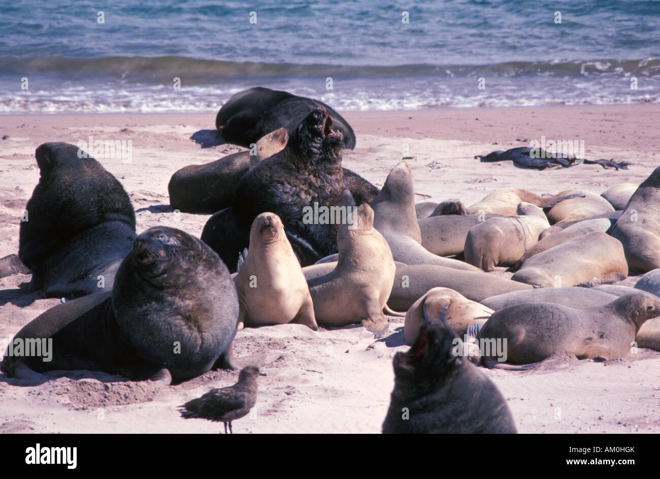 New Zealand, Sub-Antarctic, Auckland Islands, Enderby Island, Hooker's sea lion colony, beach master. Stock Photo
