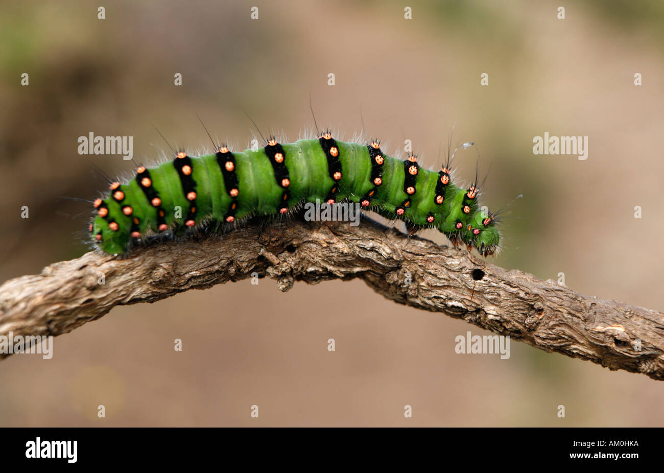 Emperor Moth larva caterpillar Stock Photo