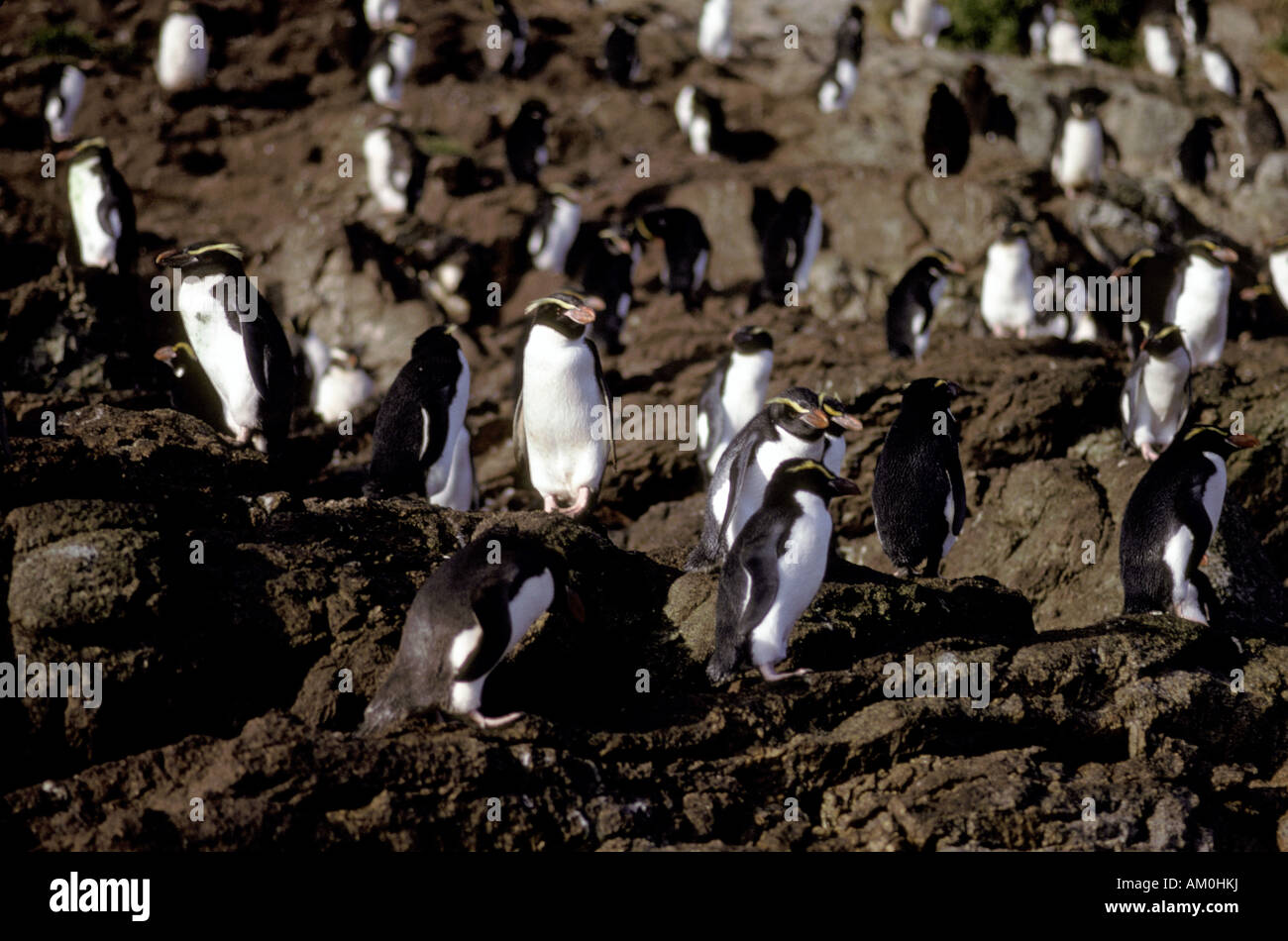 New Zealand, Sub-Antarctic Islands, Snares Island, Snares Penguin (Eudyptes robustus), also known as the Snares Crested Penguin. Stock Photo