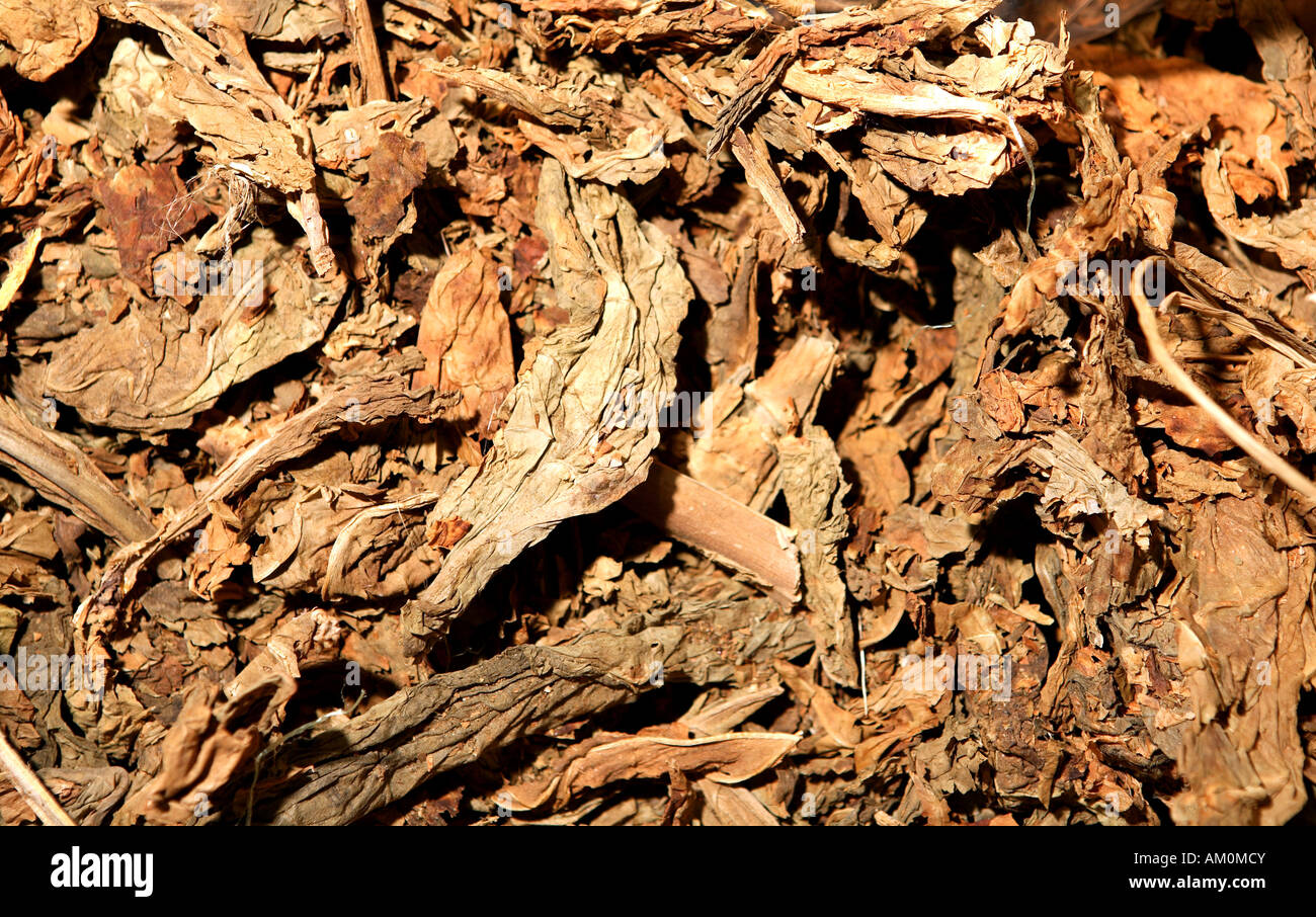 tobacco is toxic Tobacco and tobacco smoke are a toxic mix of more than 7,000 chemicals,  including benzene. What's in your lungs?