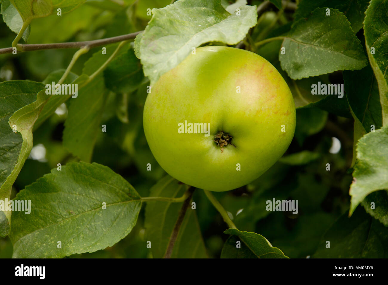 Bramley apple on tree Stock Photo