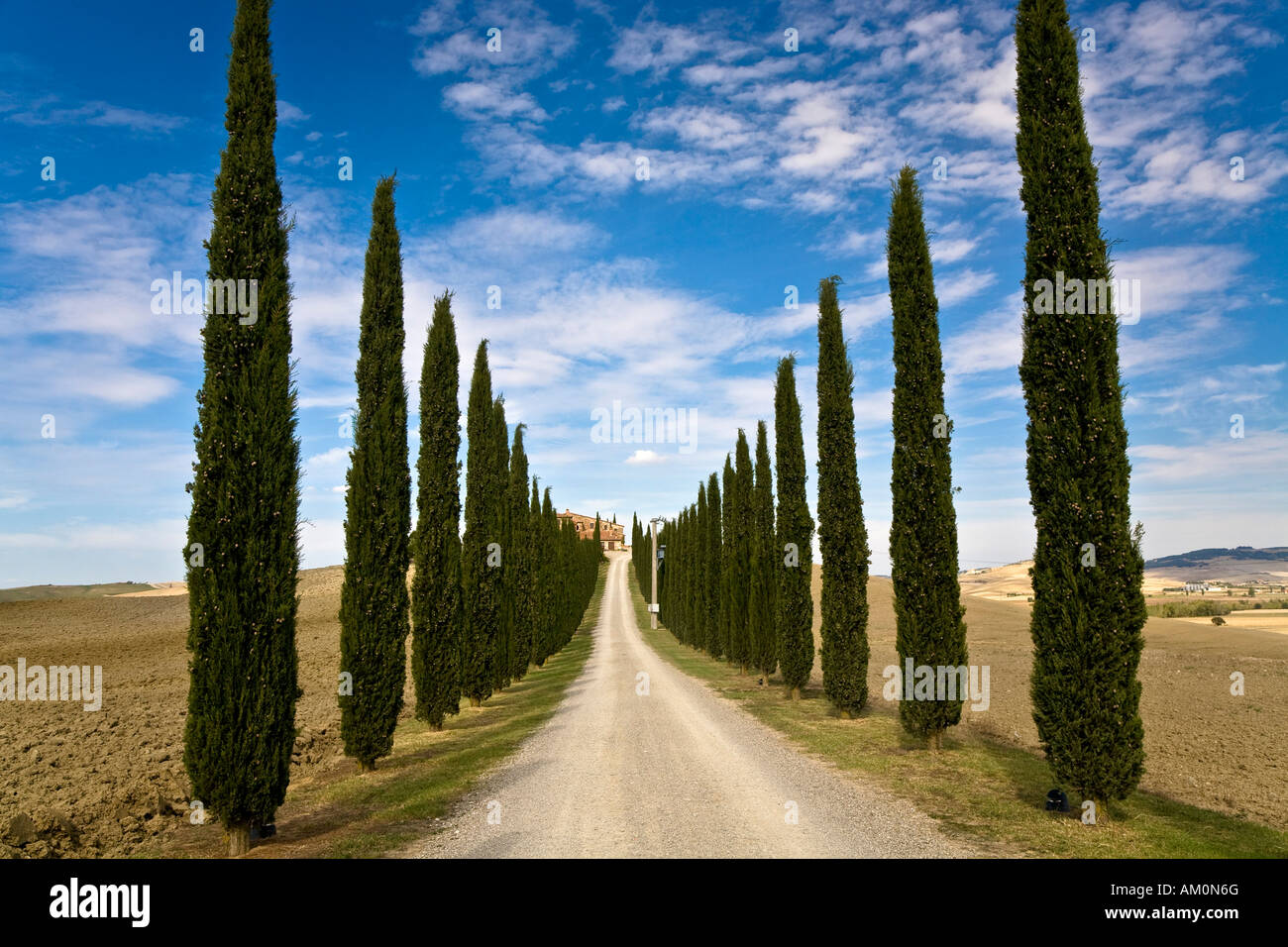 Cypress avenue (Cupressus) leads to a country house in the valley Val d'Orcia Crete Tuscany Italy Stock Photo