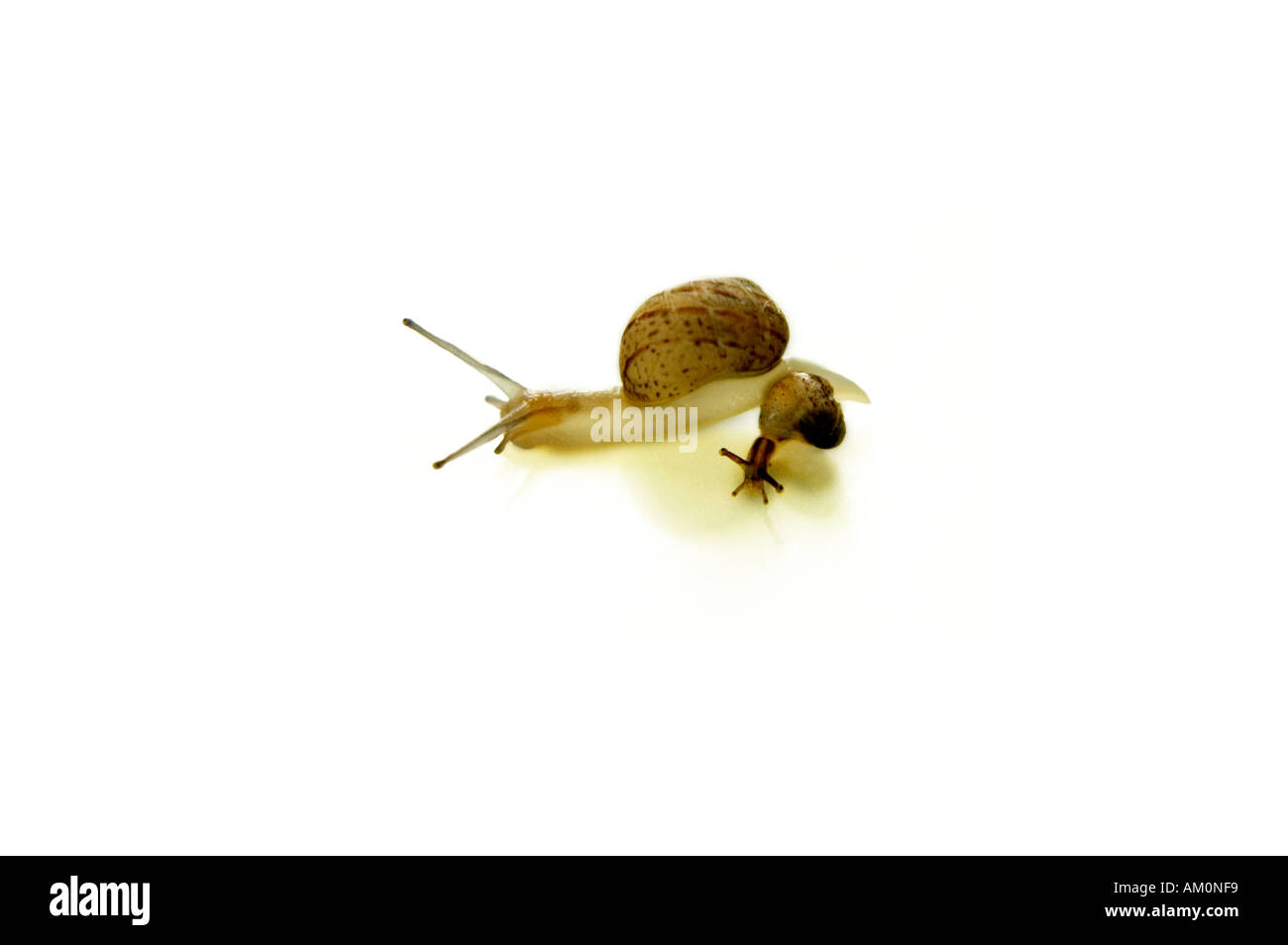 commond garden family snails Stock Photo Alamy