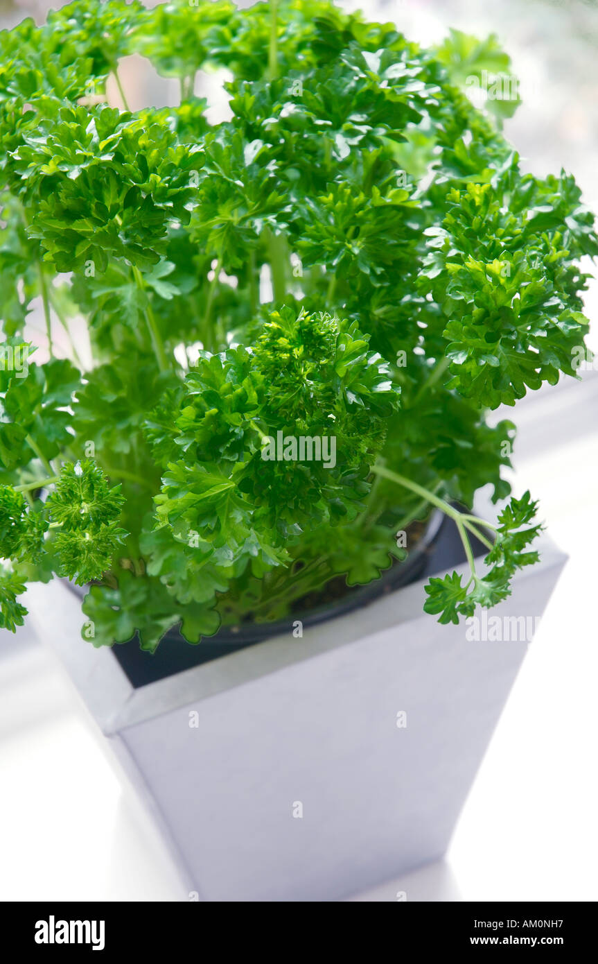 Parsley plant in metal pot on windowsill Stock Photo Alamy