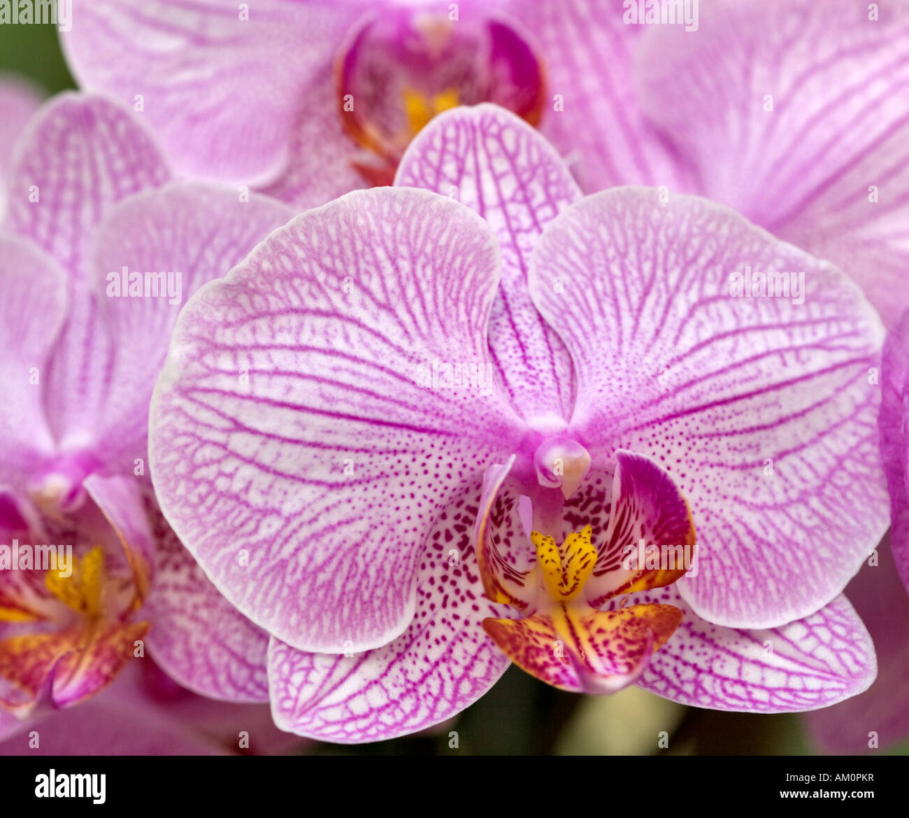 orchid phalaenopsis Stock Photo
