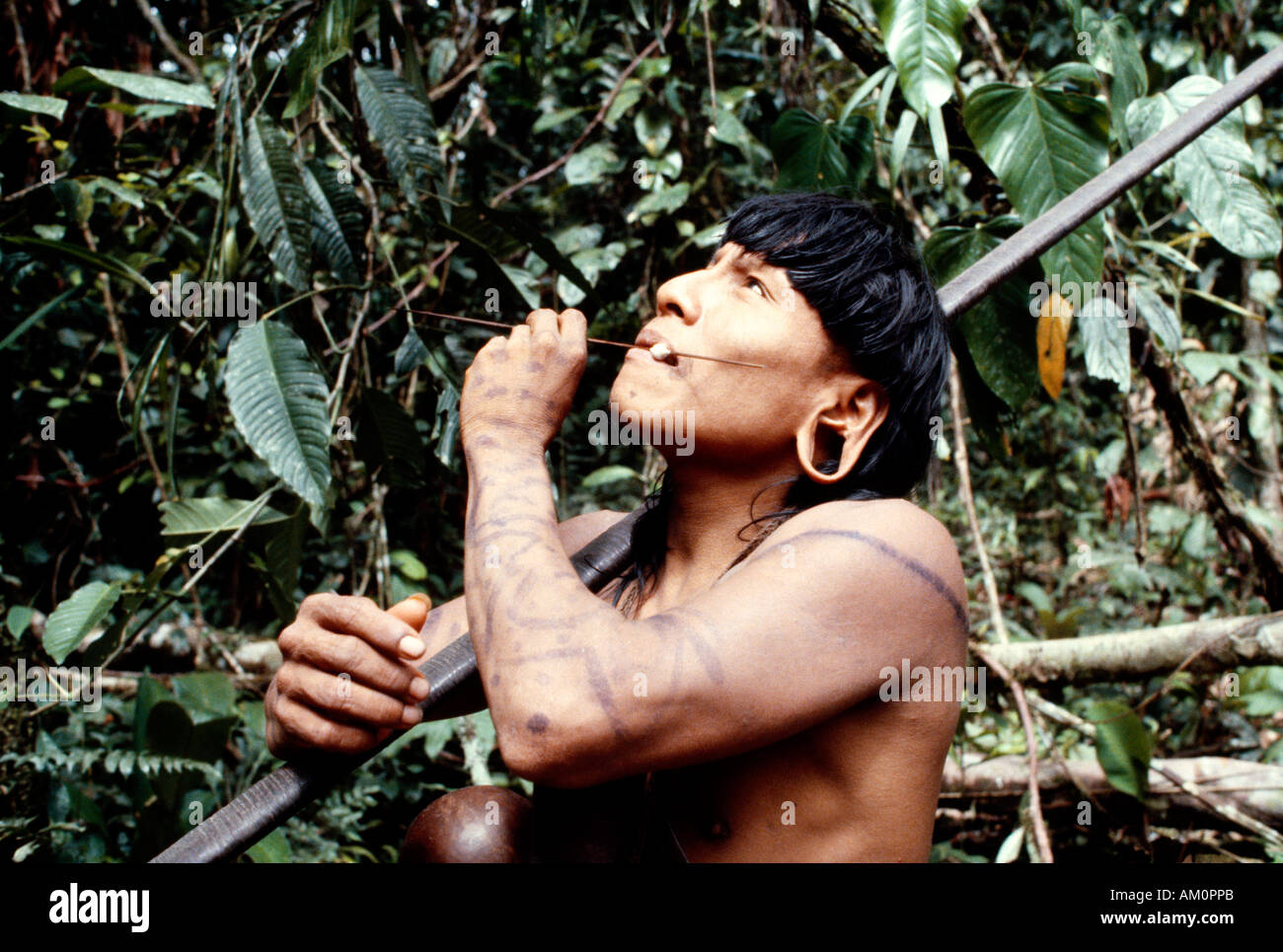 ECUADOR South America Upper Amazon People Waorani tribe Indian hunter with blowpipe and poison dart Stock Photo