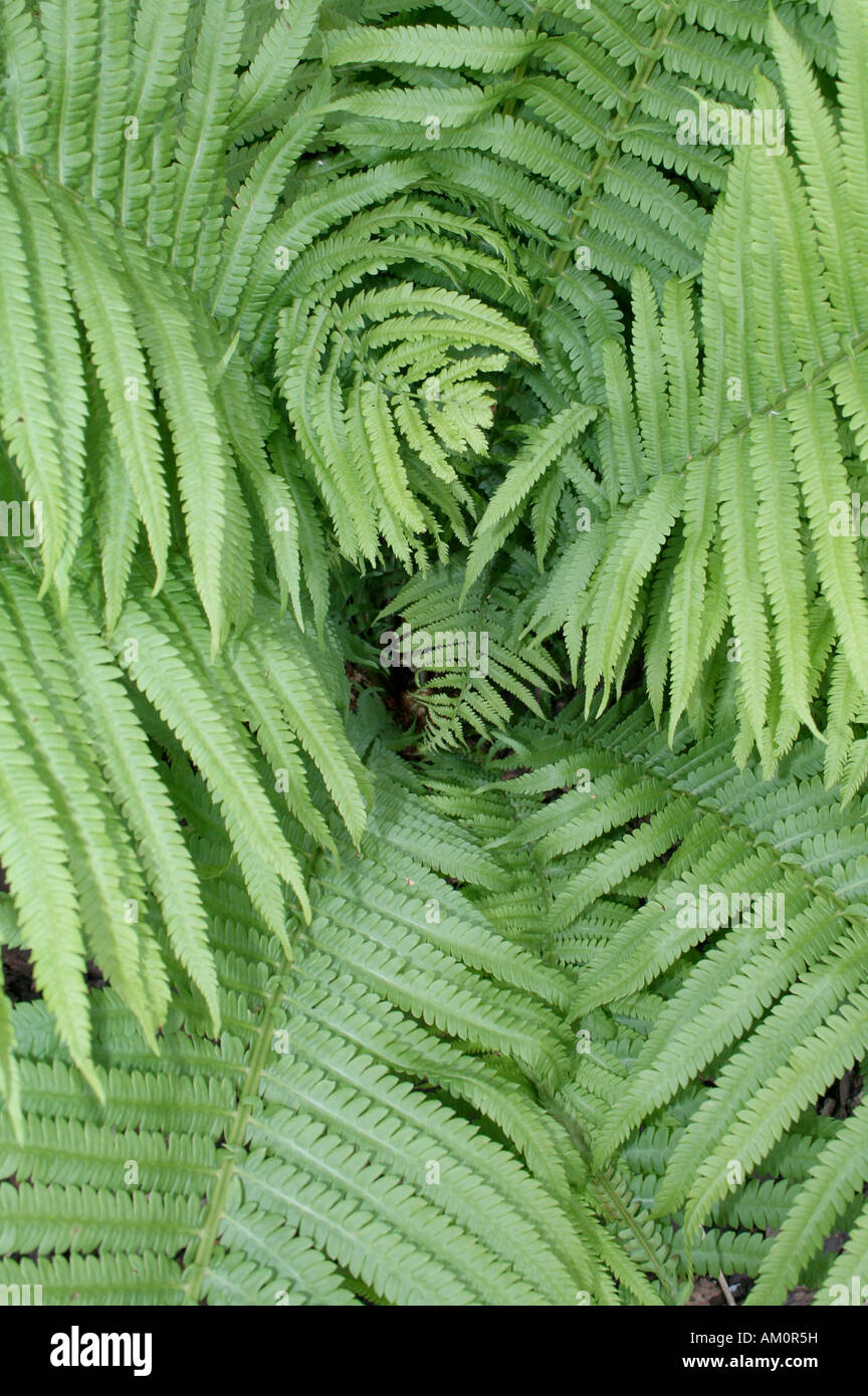 Woodland plant ostrich fern hi-res stock photography and images - Alamy