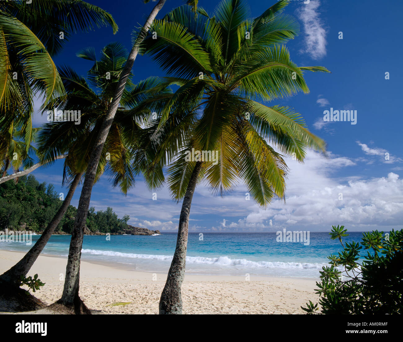 Seychelles flora and fauna hi-res stock photography and images - Alamy