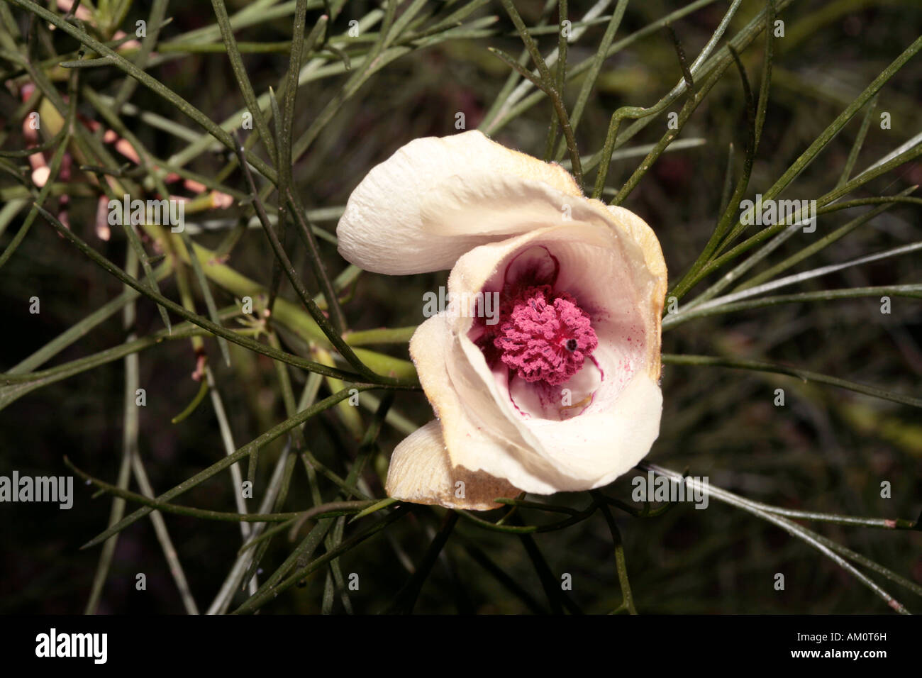 Alyogyne hakeifolia - No common name- Family Malvaceae Stock Photo