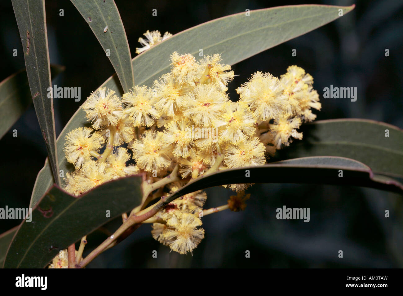 Acacia / Wattle- Acacia leiophylla -Family Fabaceae subFamily Mimosaceae Stock Photo