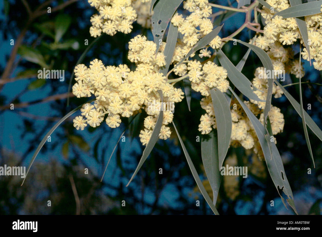 Acacia / Wattle- Acacia leiophylla -Family Fabaceae subFamily Mimosaceae Stock Photo