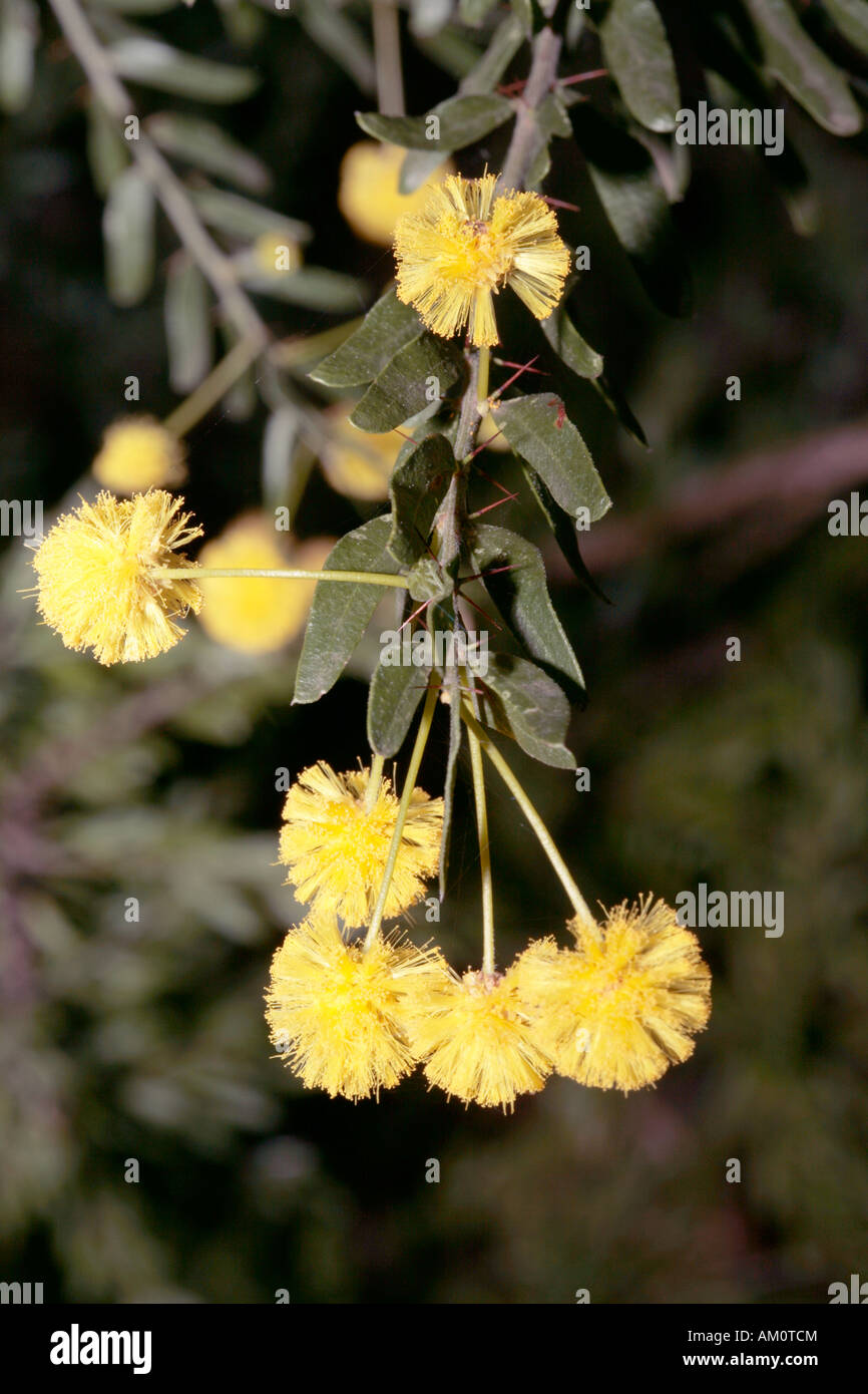 Gold-dust Wattle - Acacia acinacea -Family Fabaceae-subFamily Mimosaceae Stock Photo