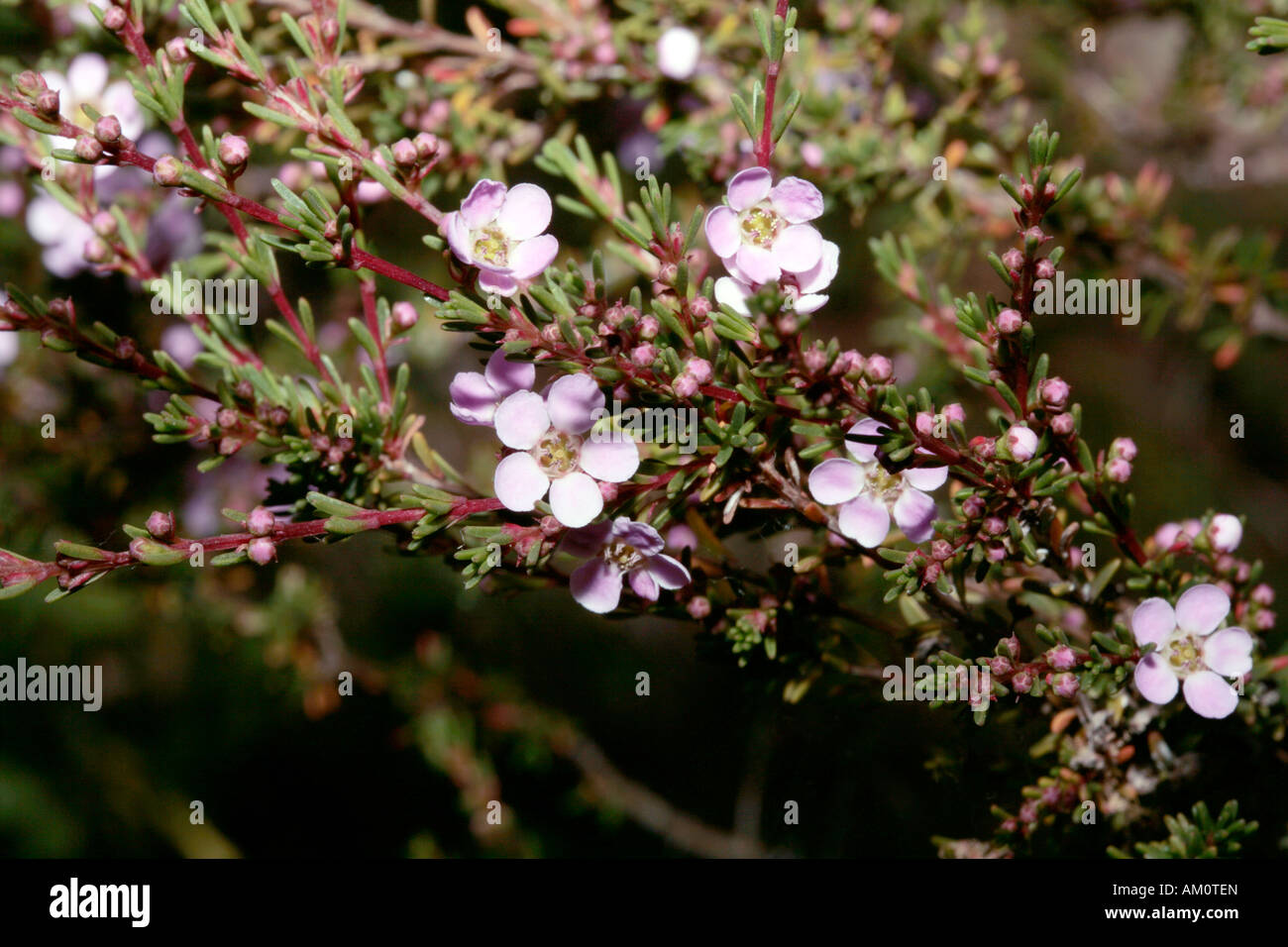 Tea tree- Leptospermum hybrid- Member of the Family Myrtaceae Stock Photo