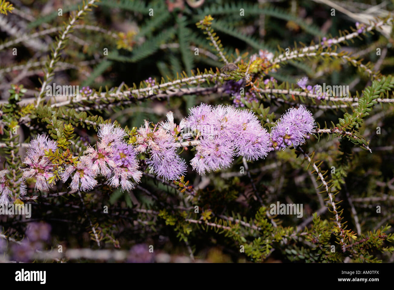 Boree - Melaleuca depauperata/depauperifolia/pauperiflora -Family Myrtaceae Stock Photo