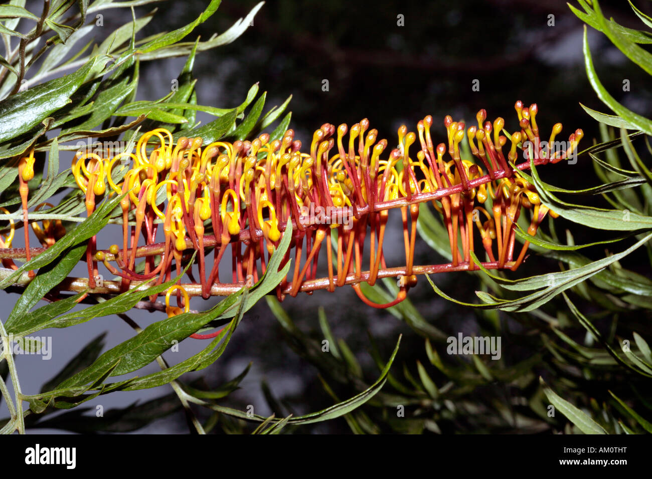 Closeup of Silky Oak/Southern Silky Oak/Australian Silver Oak flower