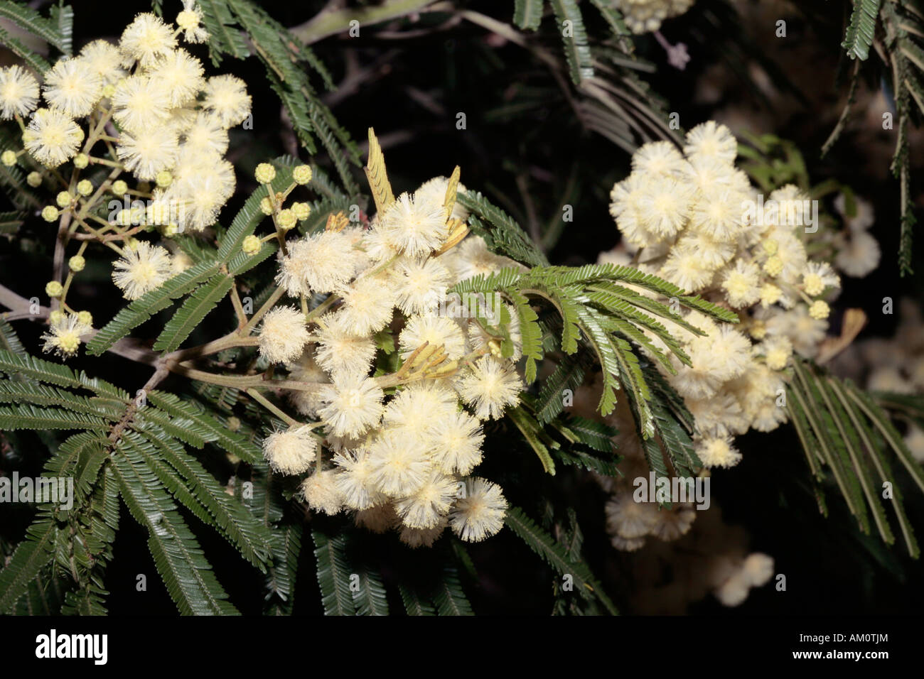 Black Wattle - Acacia mearnsii-Family Fabacae and subfamily Mimosaceae Stock Photo