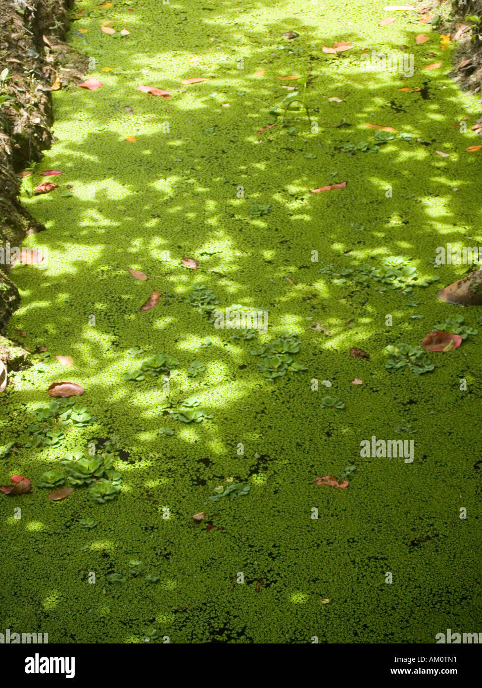 algae in light Stock Photo Alamy