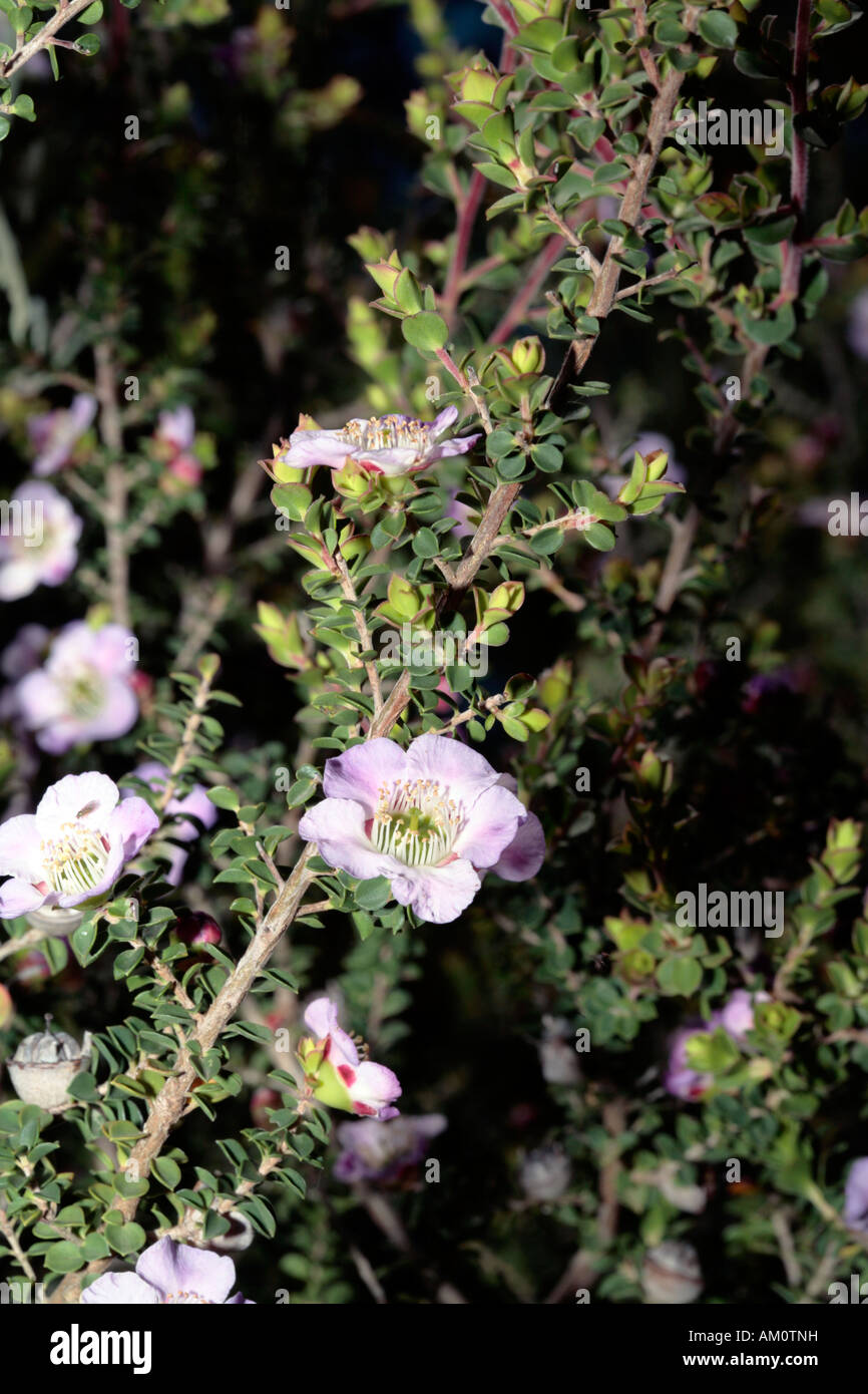 Tea-tree flowers- Leptospermum hybrid-Family Myrtaceae Stock Photo