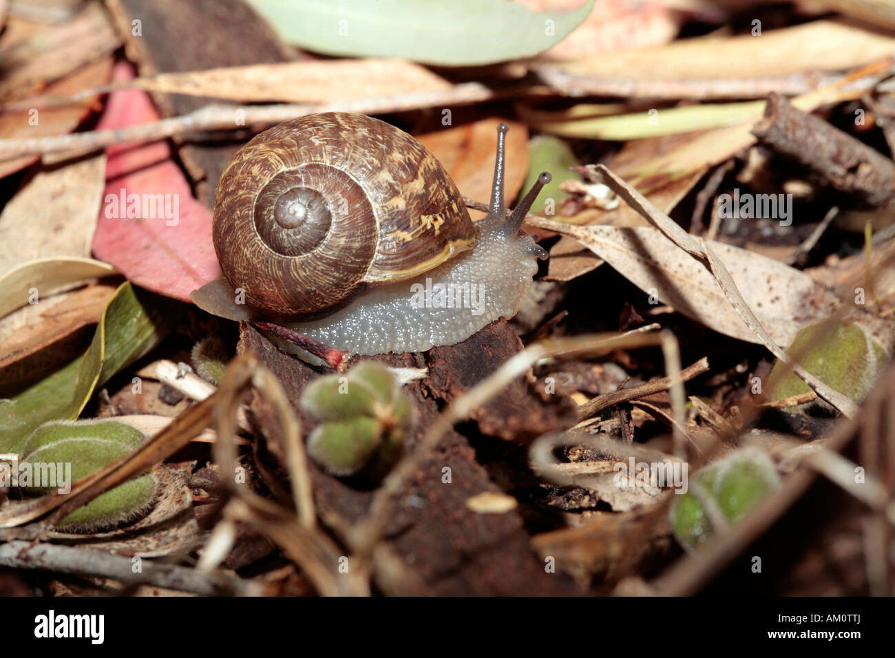 Brown Garden Snail / Gardensnail - Helix aspersa-Member of the Phylum Mollusca Class Gastropoda and Order Stylommatophora Stock Photo