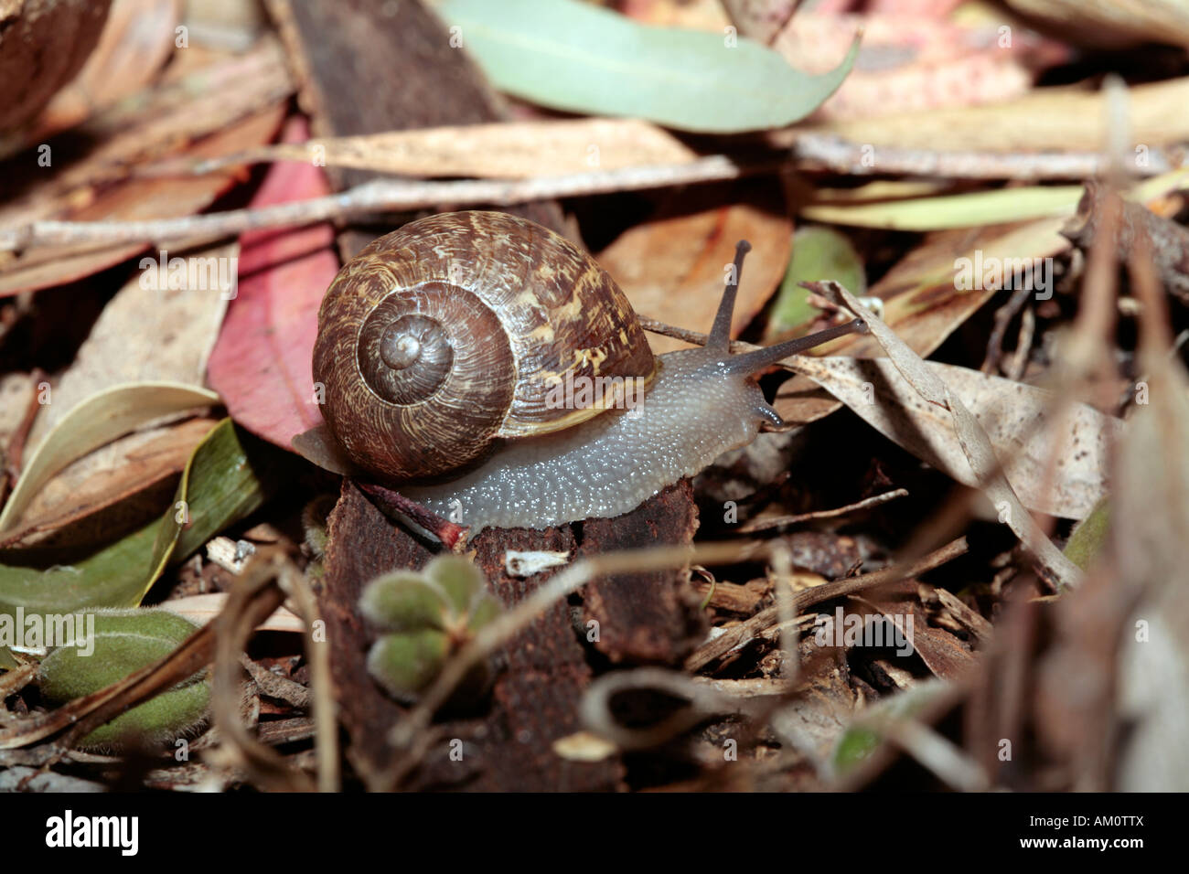 Brown Garden Snail / Gardensnail - Helix aspersa-Member of the Phylum Mollusca Class Gastropoda and Order Stylommatophora Stock Photo