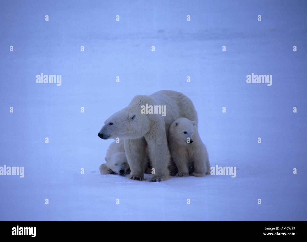 Female Polar Bear (Ursus maritimus) with Cubs in Snowstorm Stock Photo
