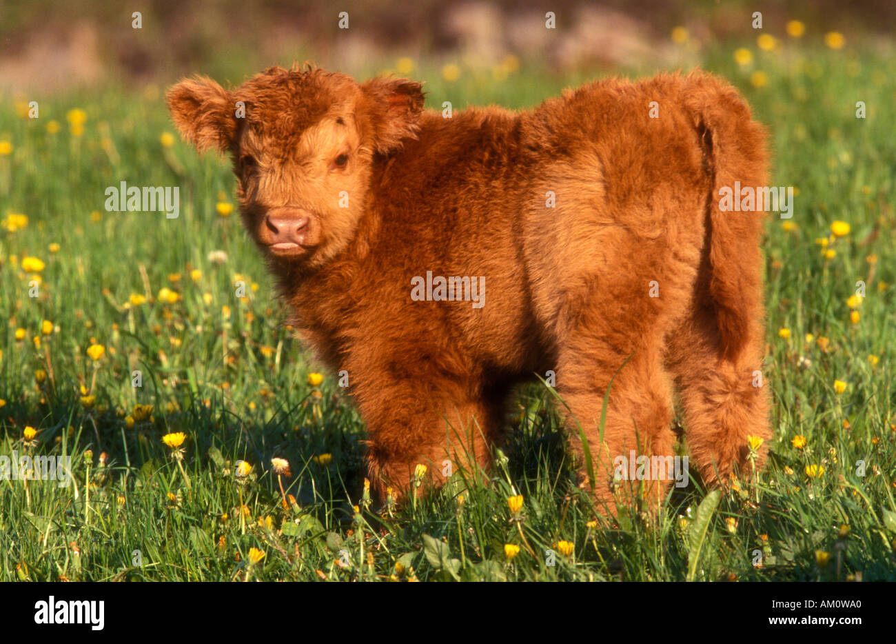 Highland Cattle Calf Cuteness Baby Animals Stock Photo 4934047