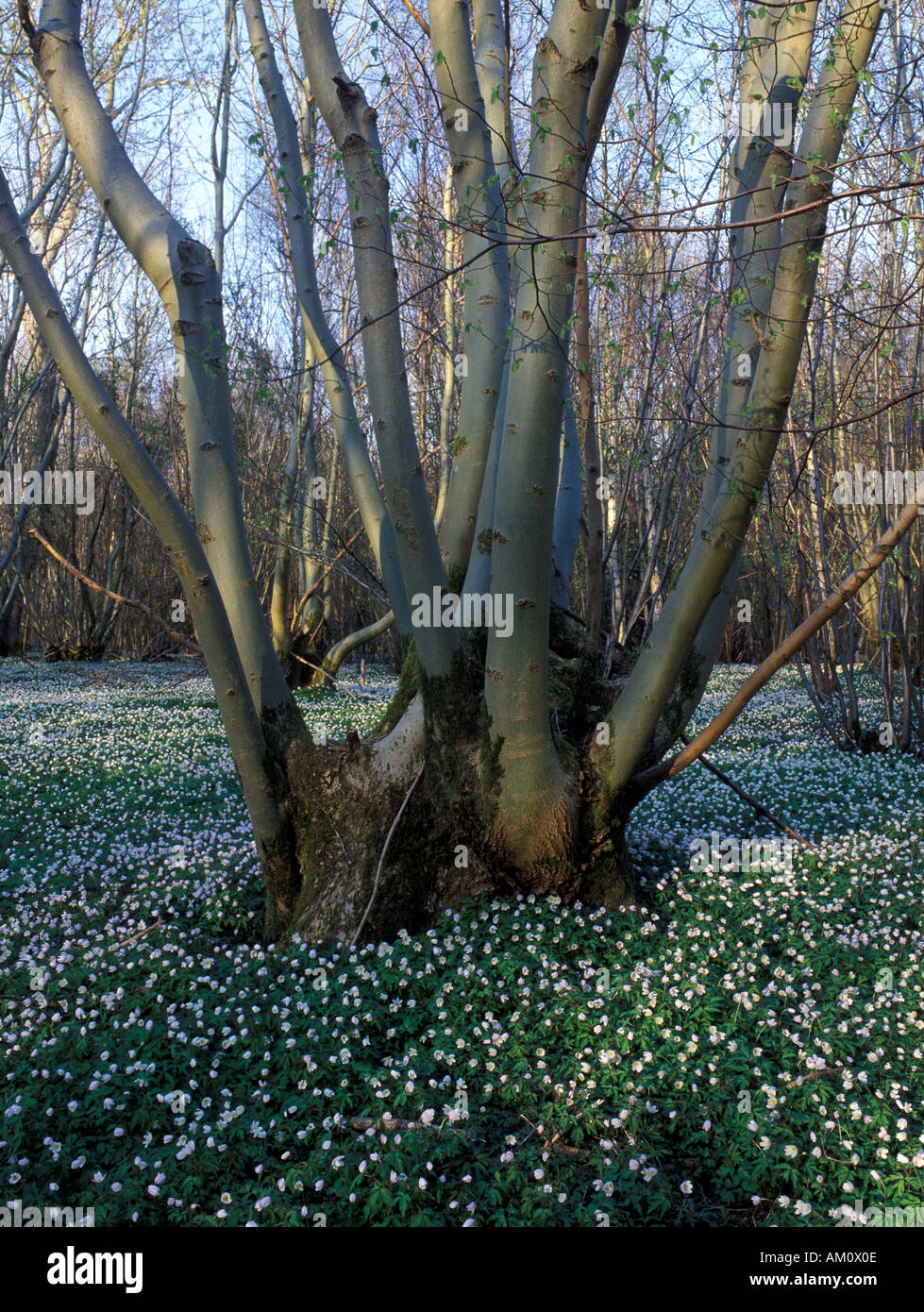 Coppiced Ash Tree (Fraxinus excelsior) with Wood Anemone sward, Garretts' Woods, Essex, UK Stock Photo