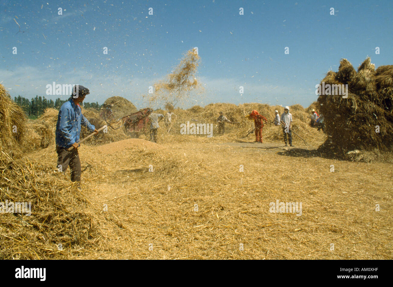 China wheat agriculture hi-res stock photography and images - Alamy