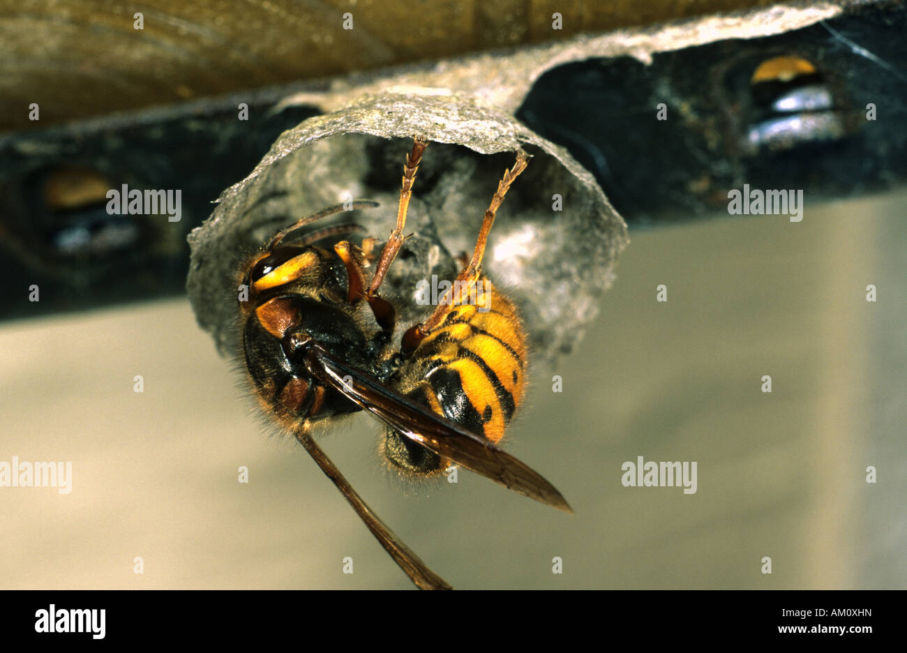European hornets (Vespa crabro) nest-building Stock Photo